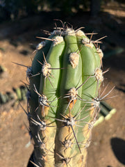 💎 Taquimbalensis — FAT 12” Pups