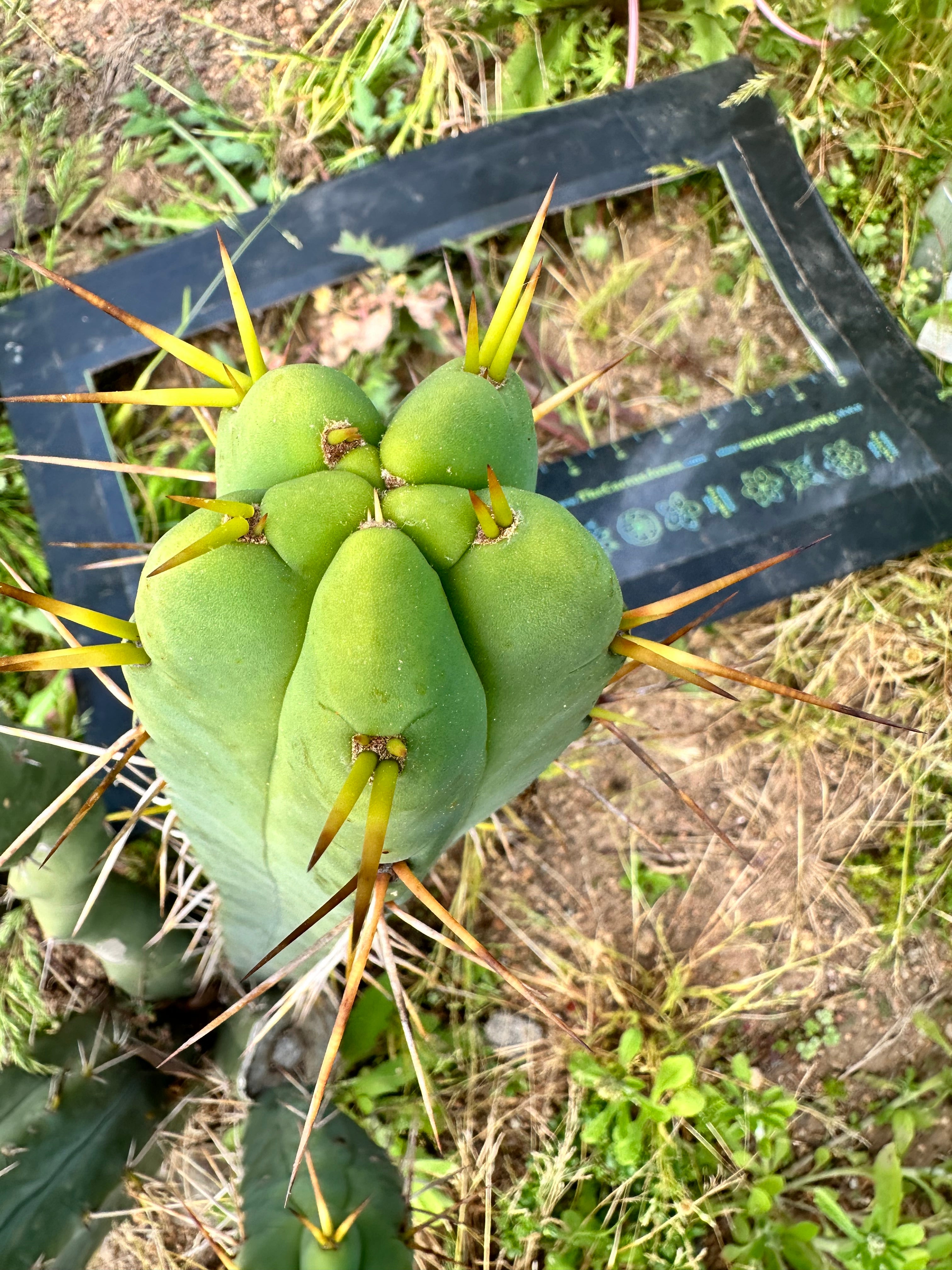 👑🌶️ Lotusland Melty Bridge — 10” Tip