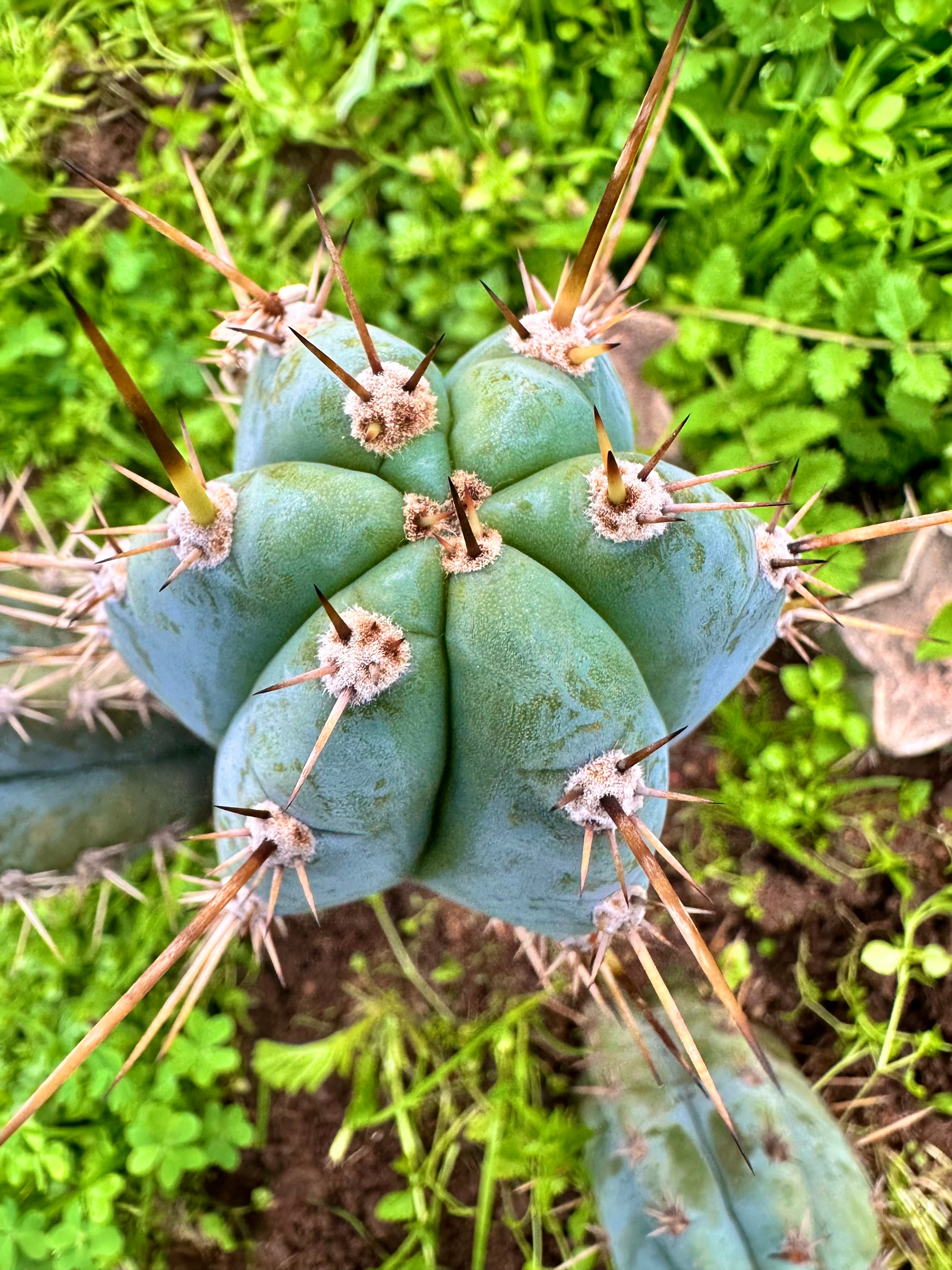 🚨👑 Drew’s Blues —  Frosty Melon Pup