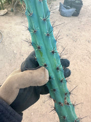 Cereus Aethiops — 15” Tip