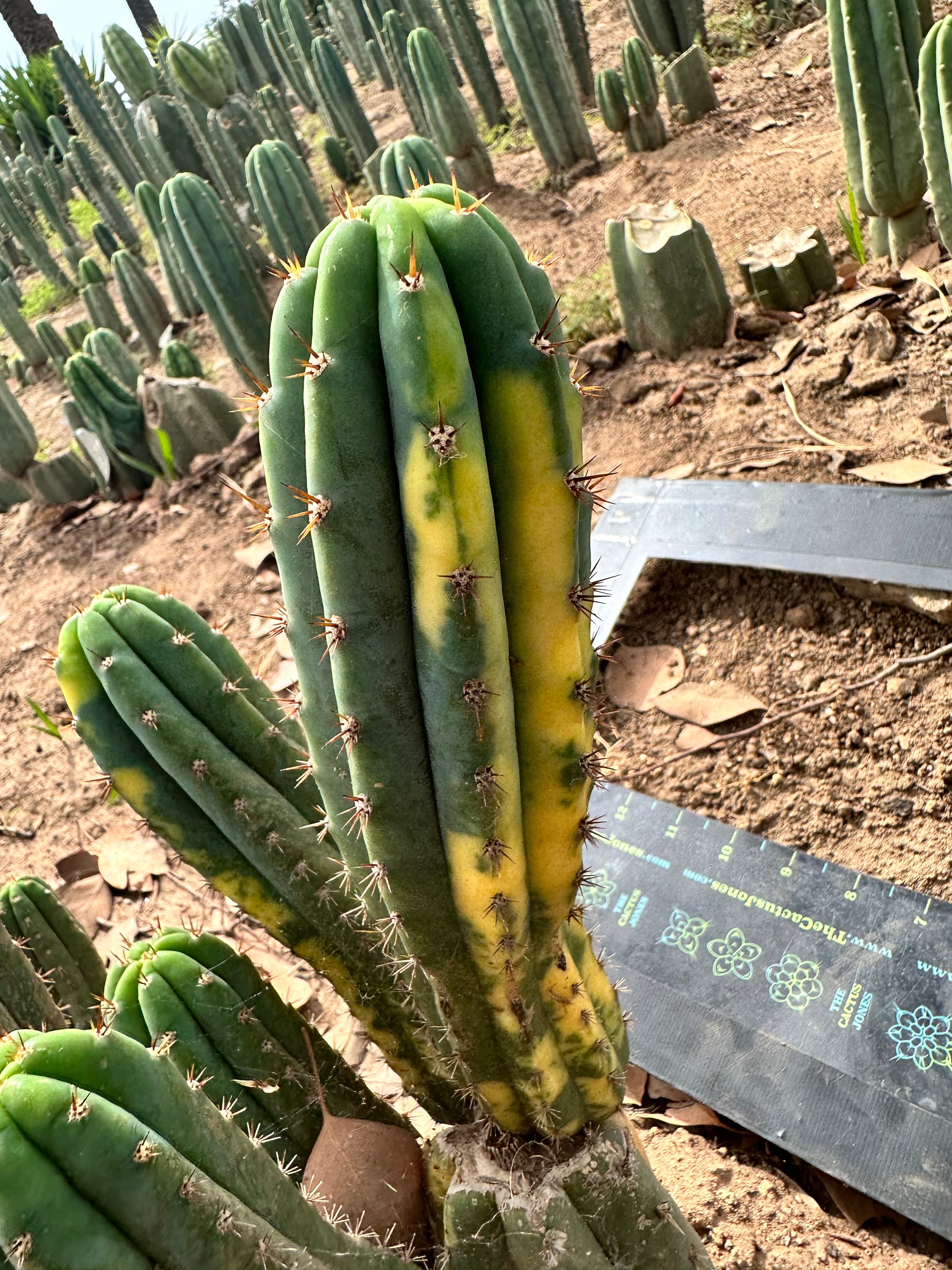 Variegated Pachanoi  — 9” Pup