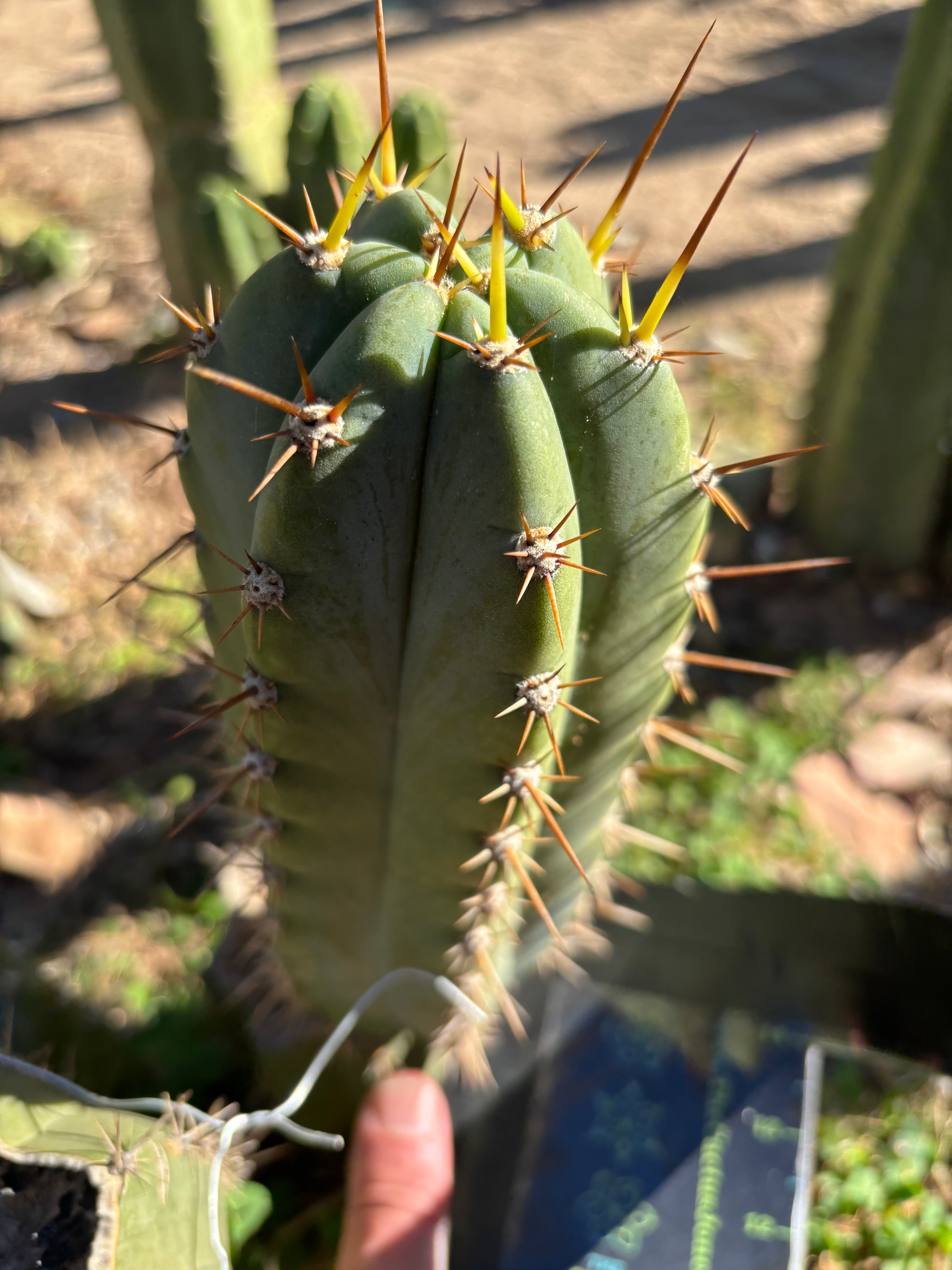 👑 Huaraquina — Chonky 10” Pup