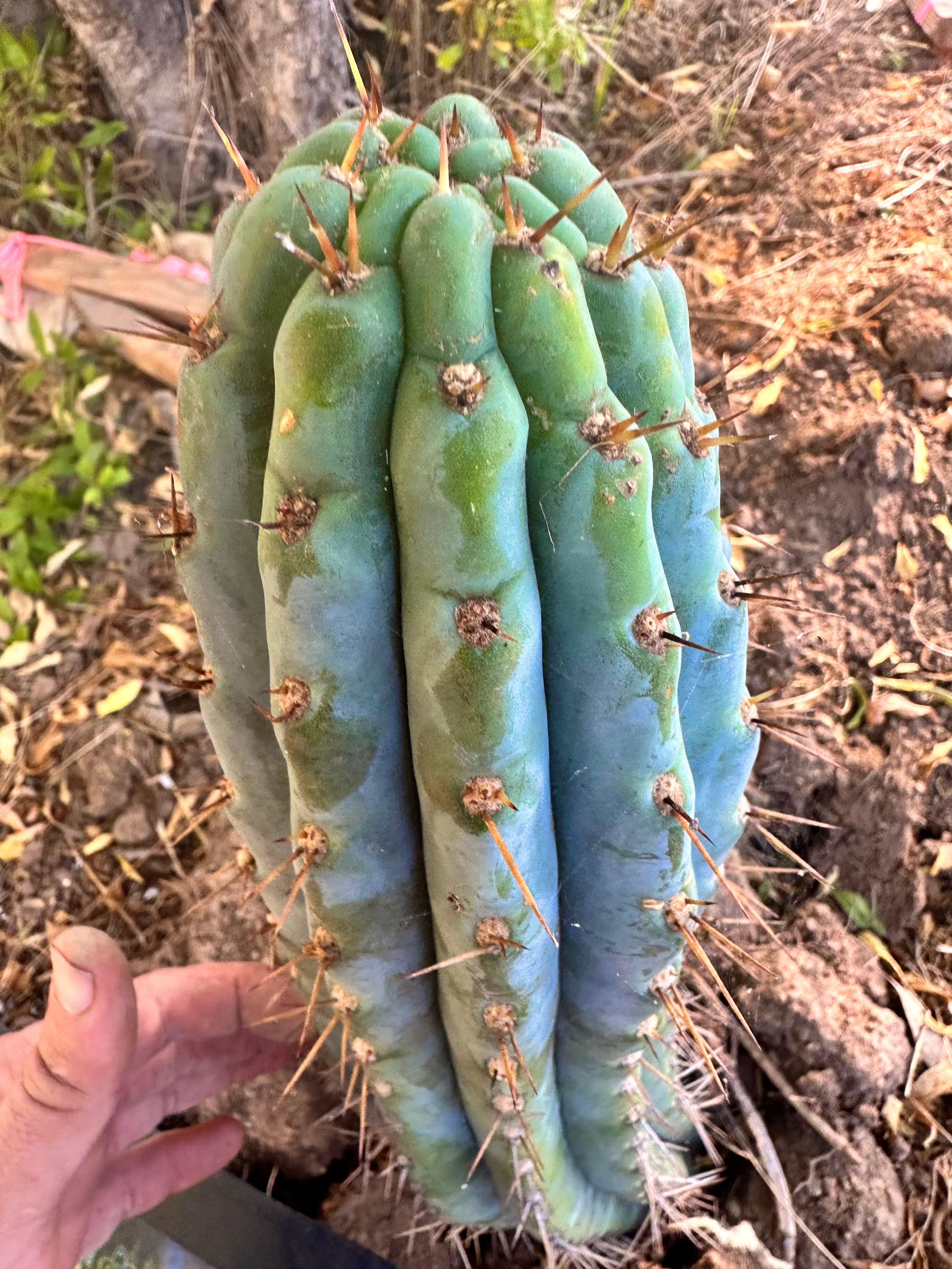 👑 Serra Blue — Extra Thick Tip