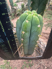 🌶️ Psycho0’ x Huarazensis — Beefy 10” Tip