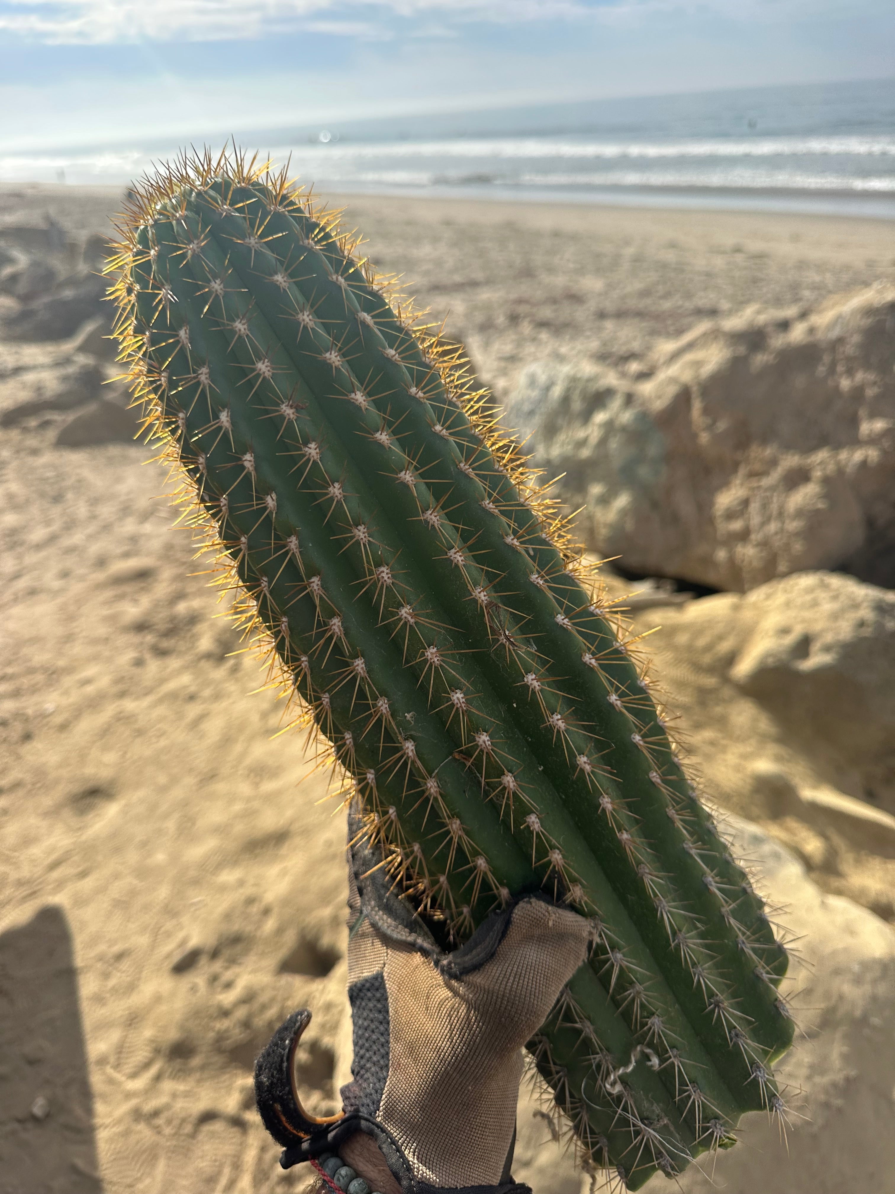 Trichocereus Shaferi — XXL 16” Tip