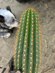 Trichocereus Shaferi — XXL 16” Tip