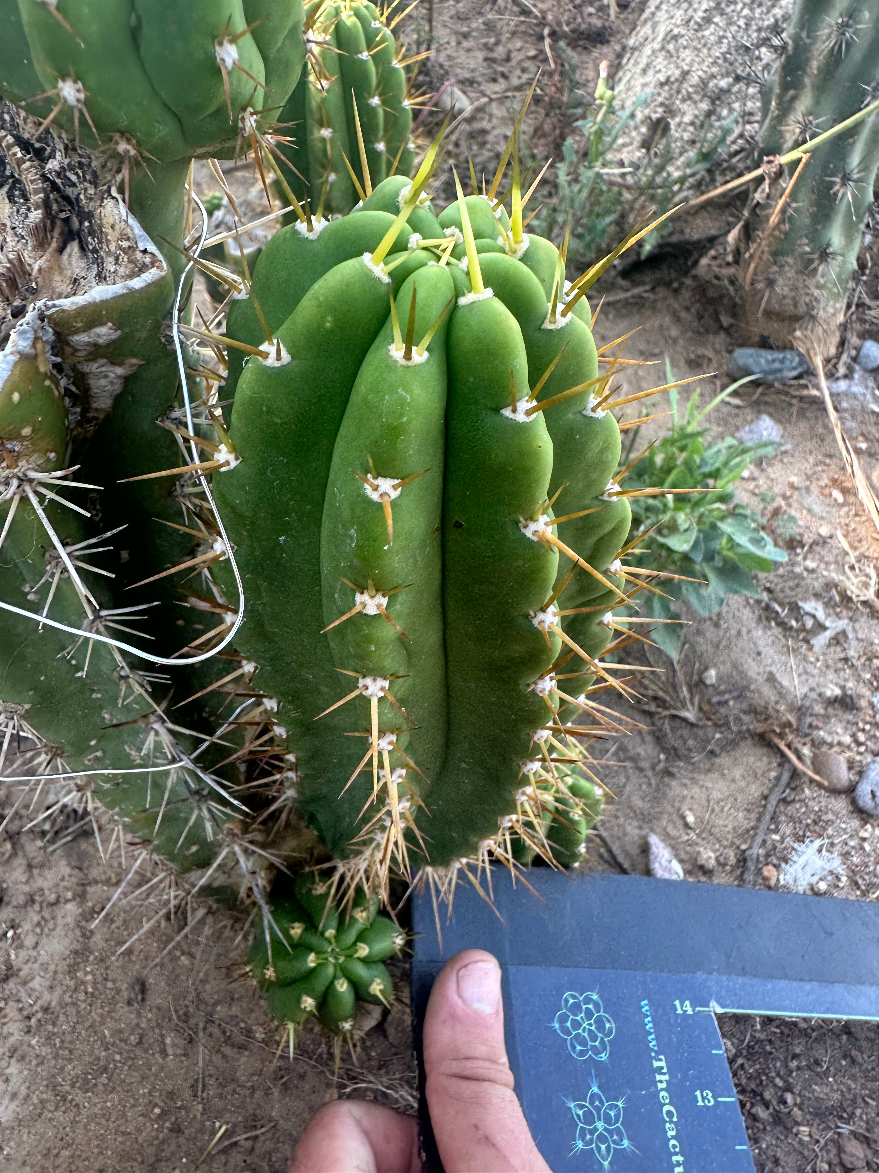 👑 The Jones Pink 🌸 — Chonky 8” Pup