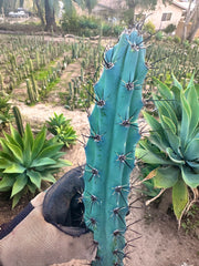 Cereus Aethiops — 15” Tip