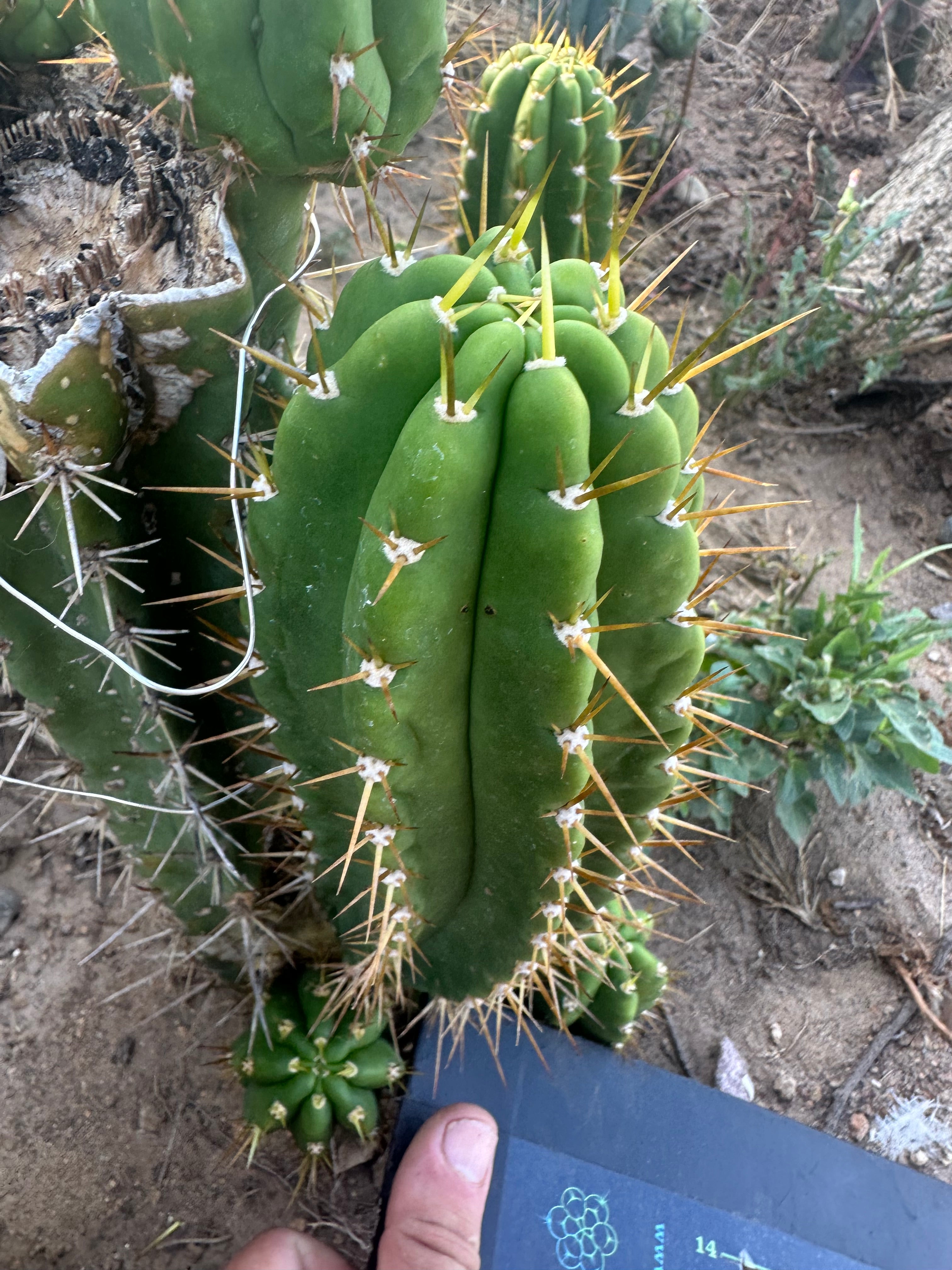 👑 The Jones Pink 🌸 — Chonky 8” Pup