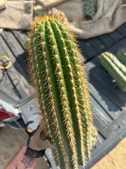 Trichocereus Shaferi — XXL 16” Tip