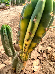 Variegated Pachanoi  — 9” Pup