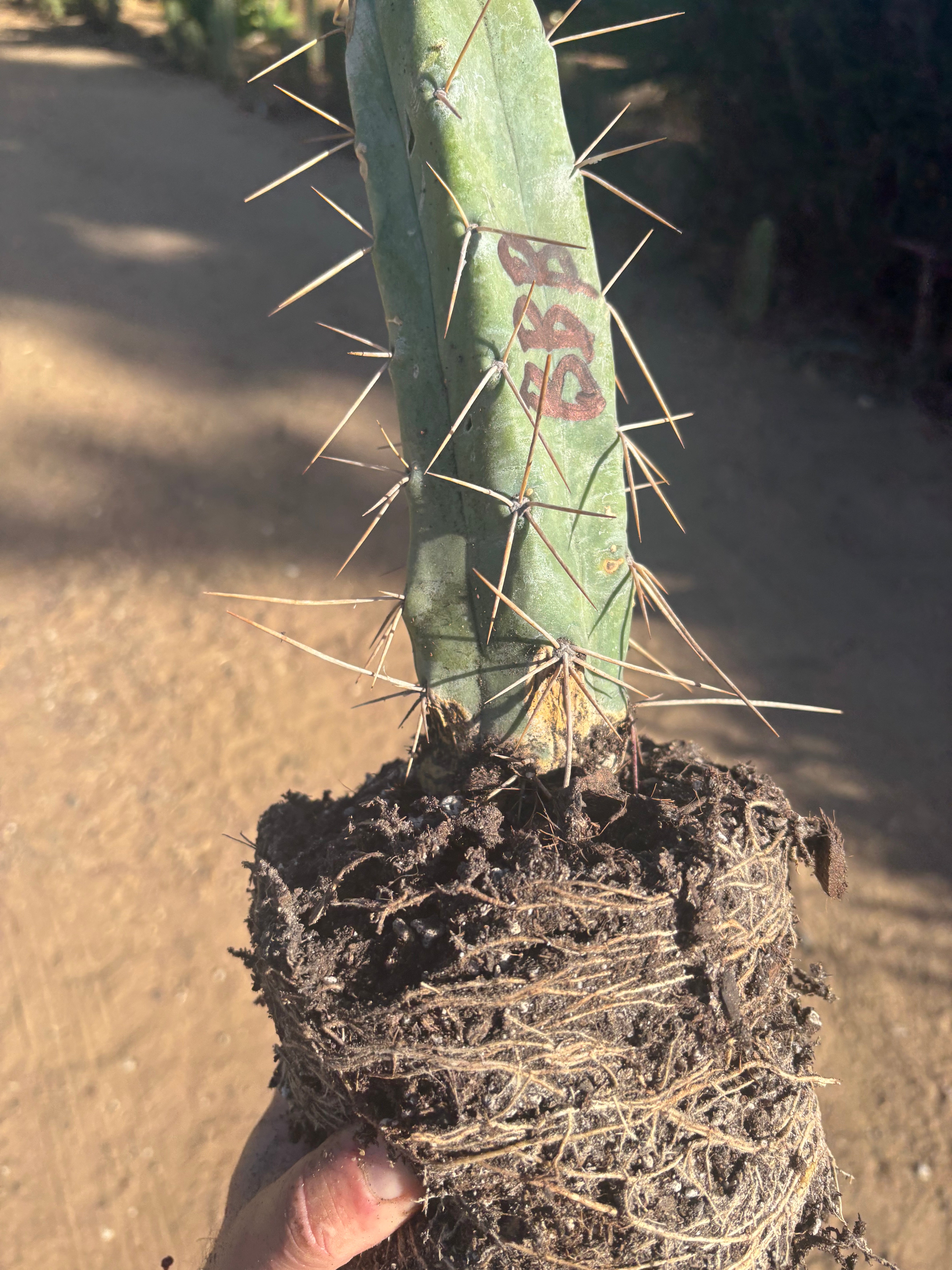 👑🌶️ BBB — Fully Rooted Stump