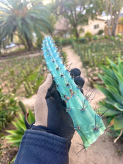 Cereus Aethiops — 15” Tip