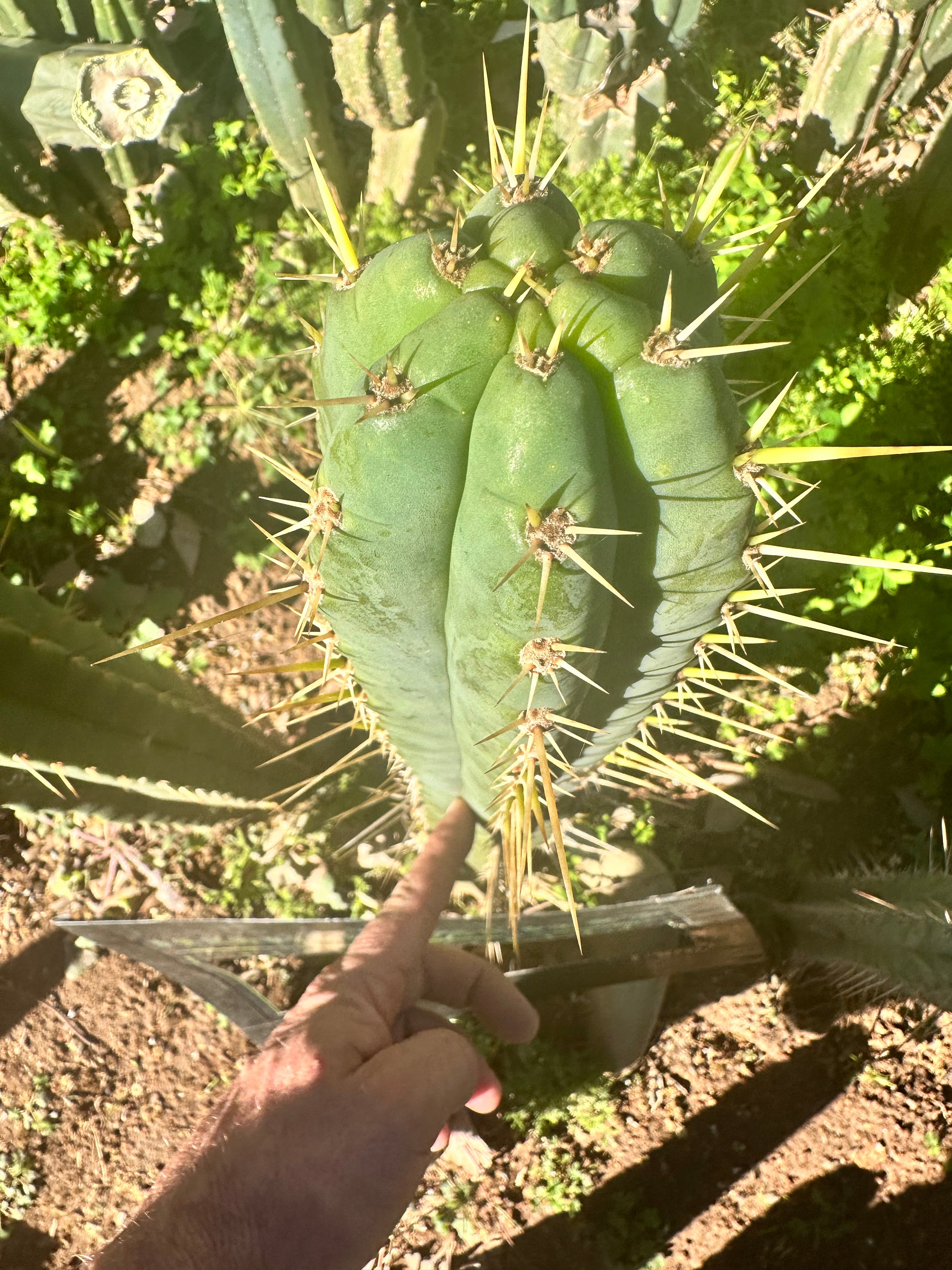 👑 Huarimayo Landrace (Different Pheno) — 10” Tip