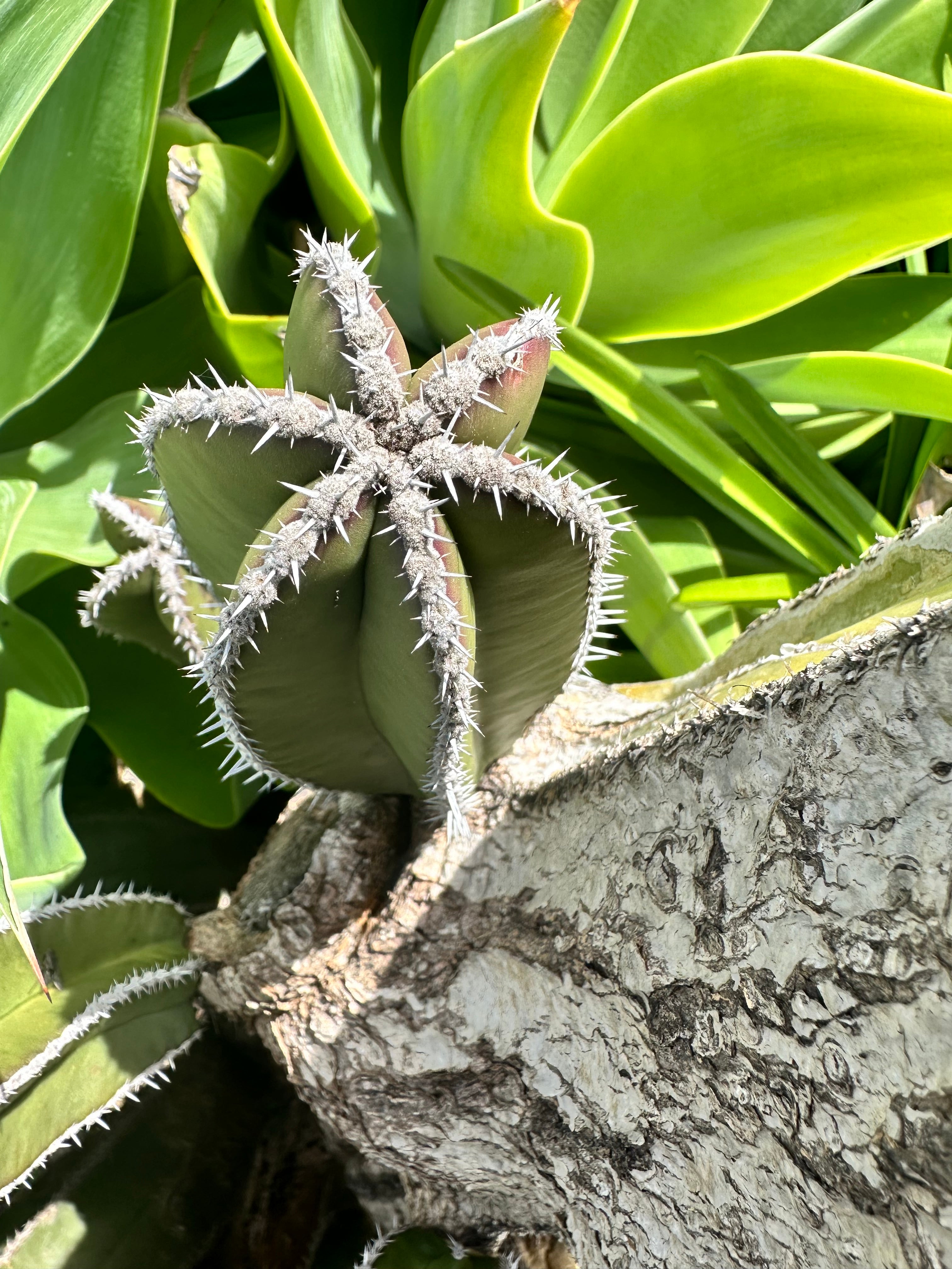 FREE ADD-ON ITEM —> Lophocereus Marginatus, 4-8” pup.