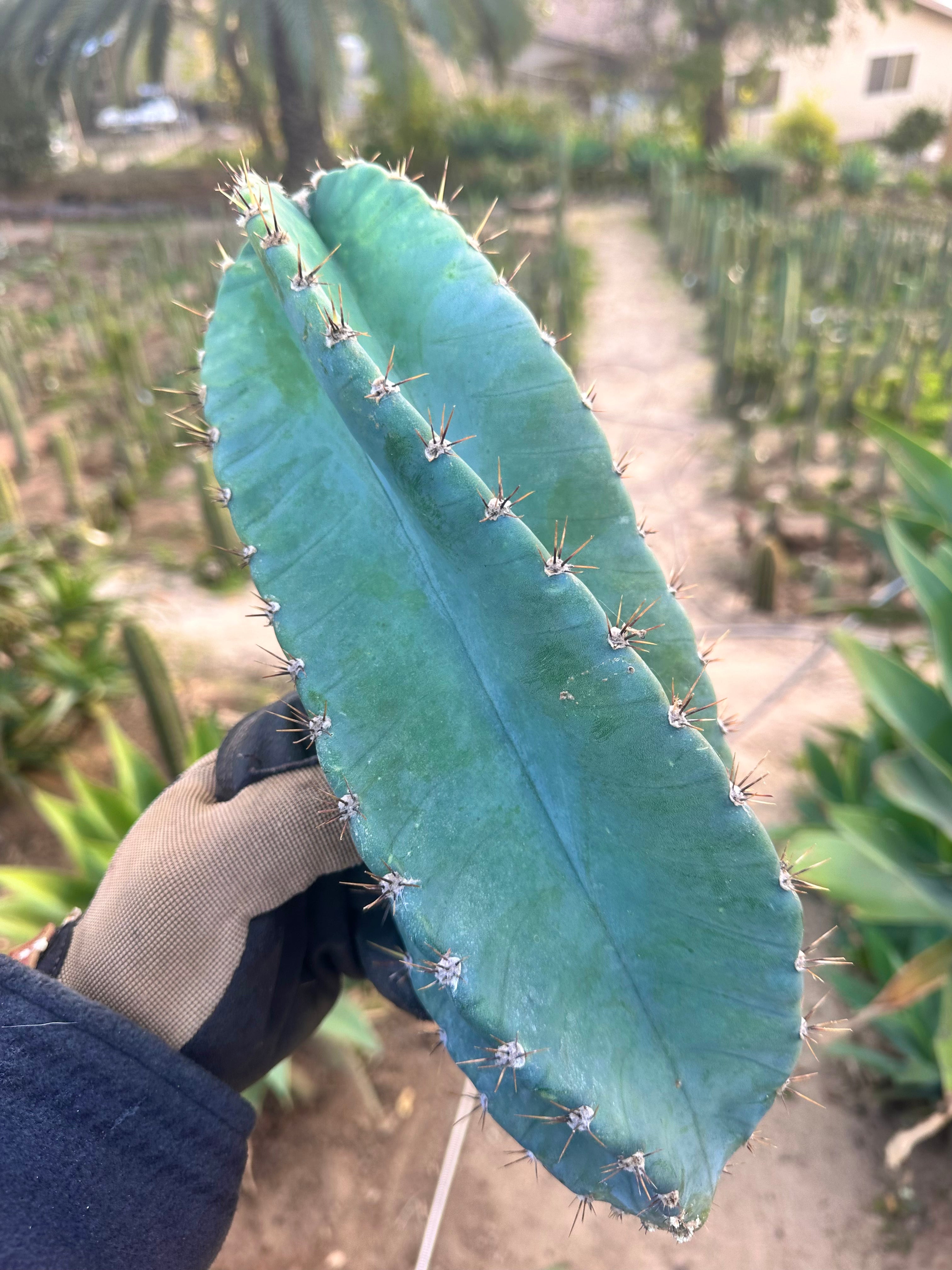 Tornado Cactus — Large 12” Pup