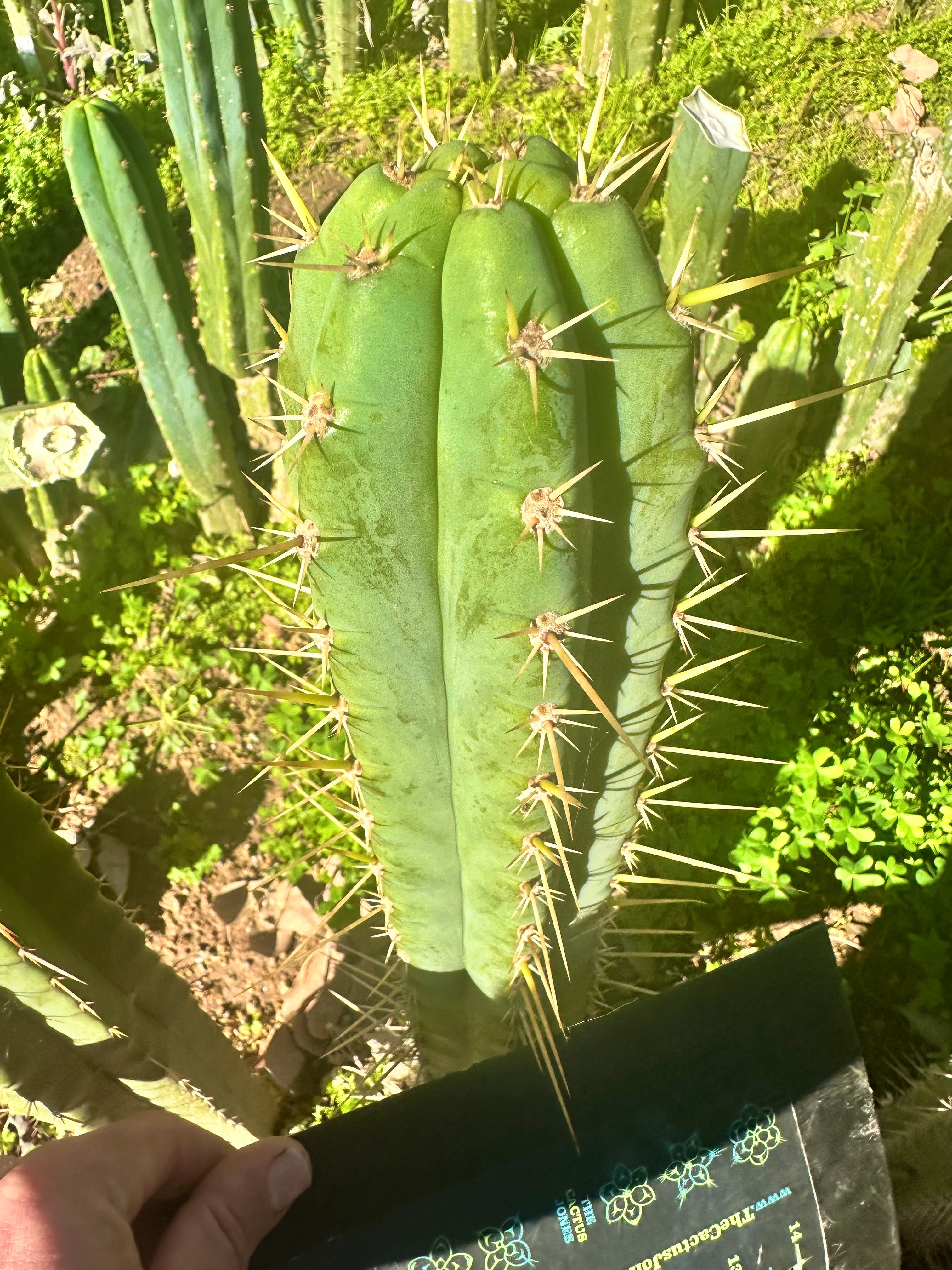 👑 Huarimayo Landrace (Different Pheno) — 10” Tip