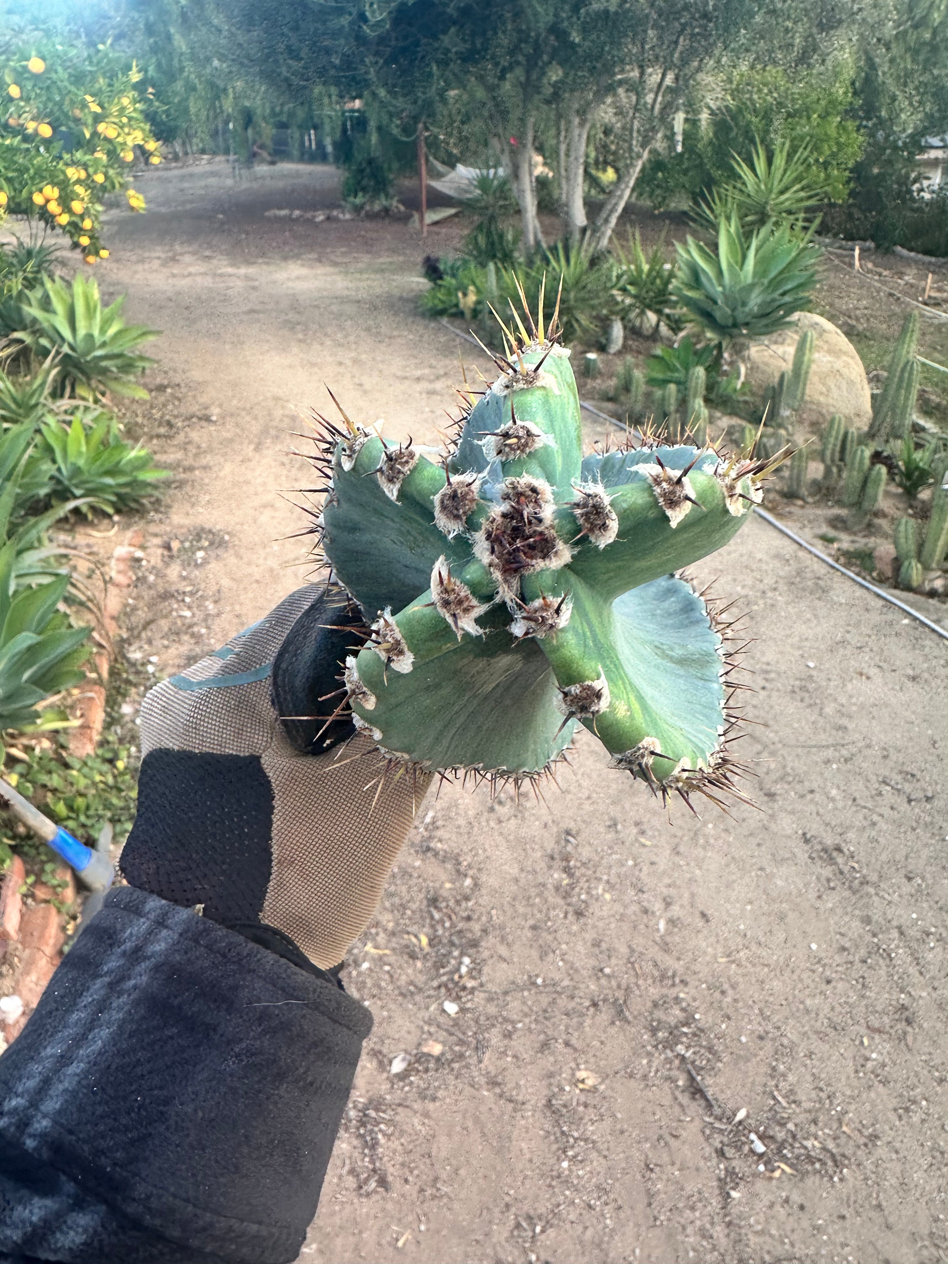 Tornado Cactus — Large 12” Pup