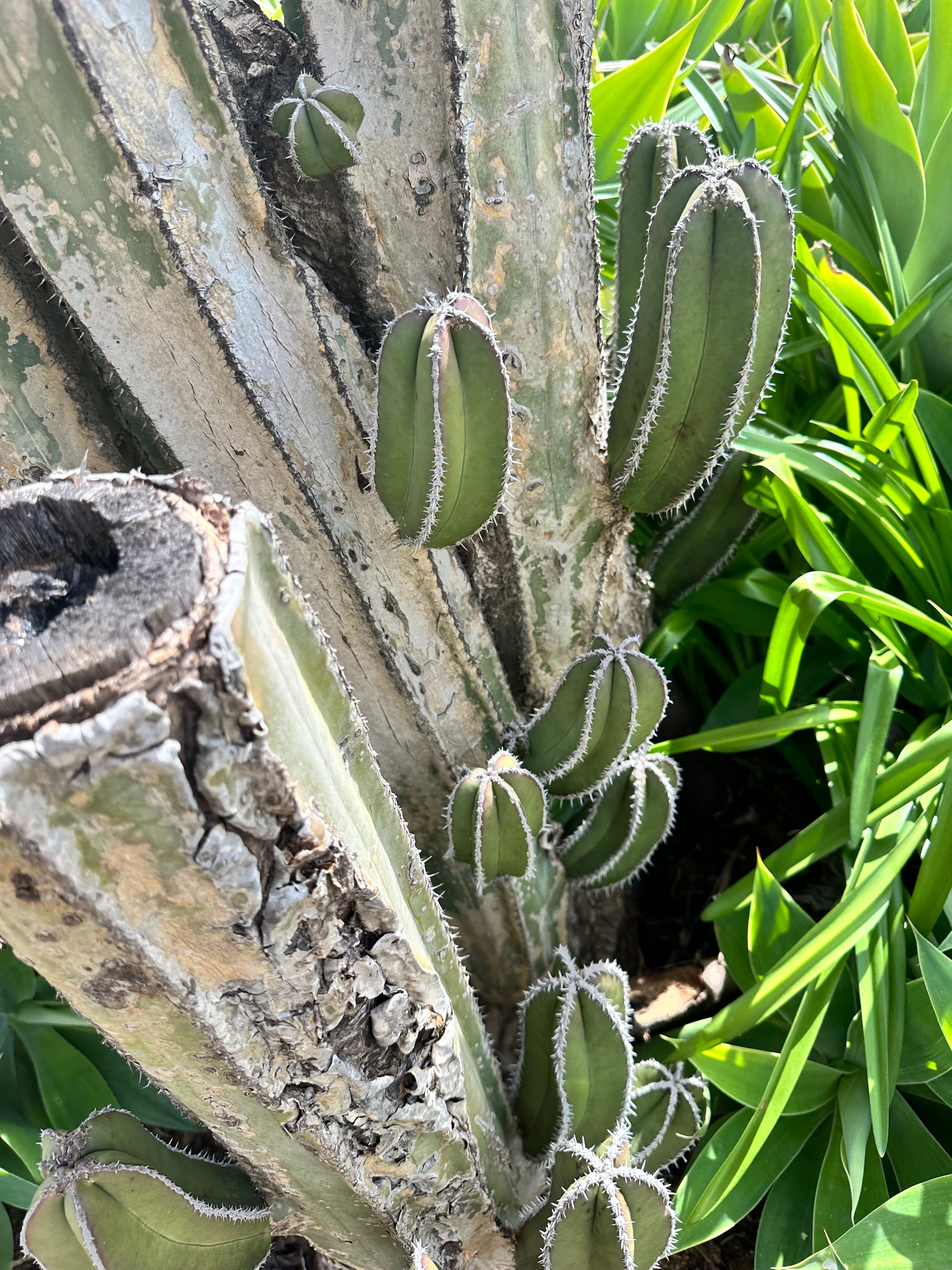 FREE ADD-ON ITEM —> Lophocereus Marginatus, 4-8” pup.