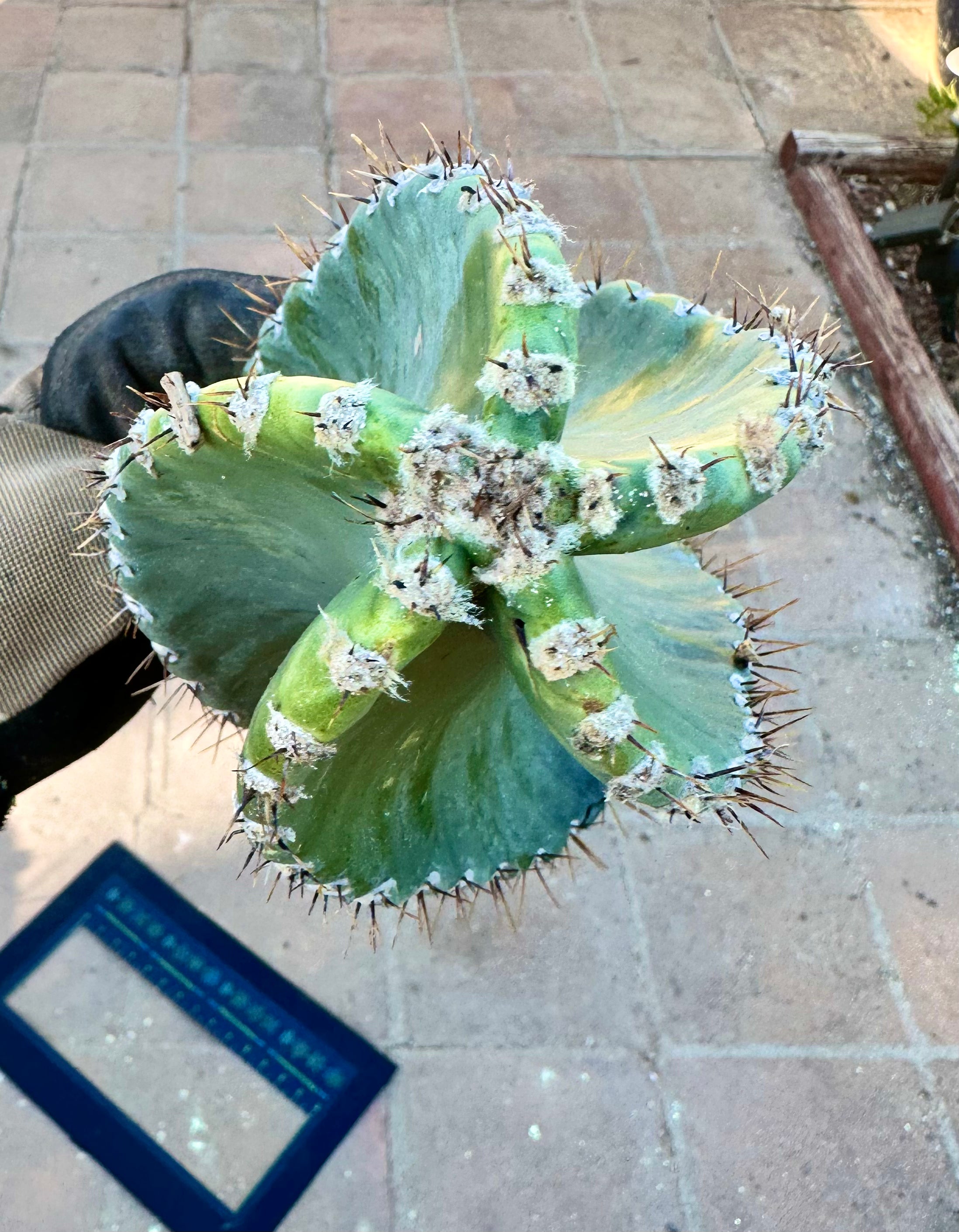 Tornado Cactus — XL 15” Pup