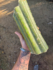 👑🌶️ Tom Juuls Giant  — Thick 12” Mid