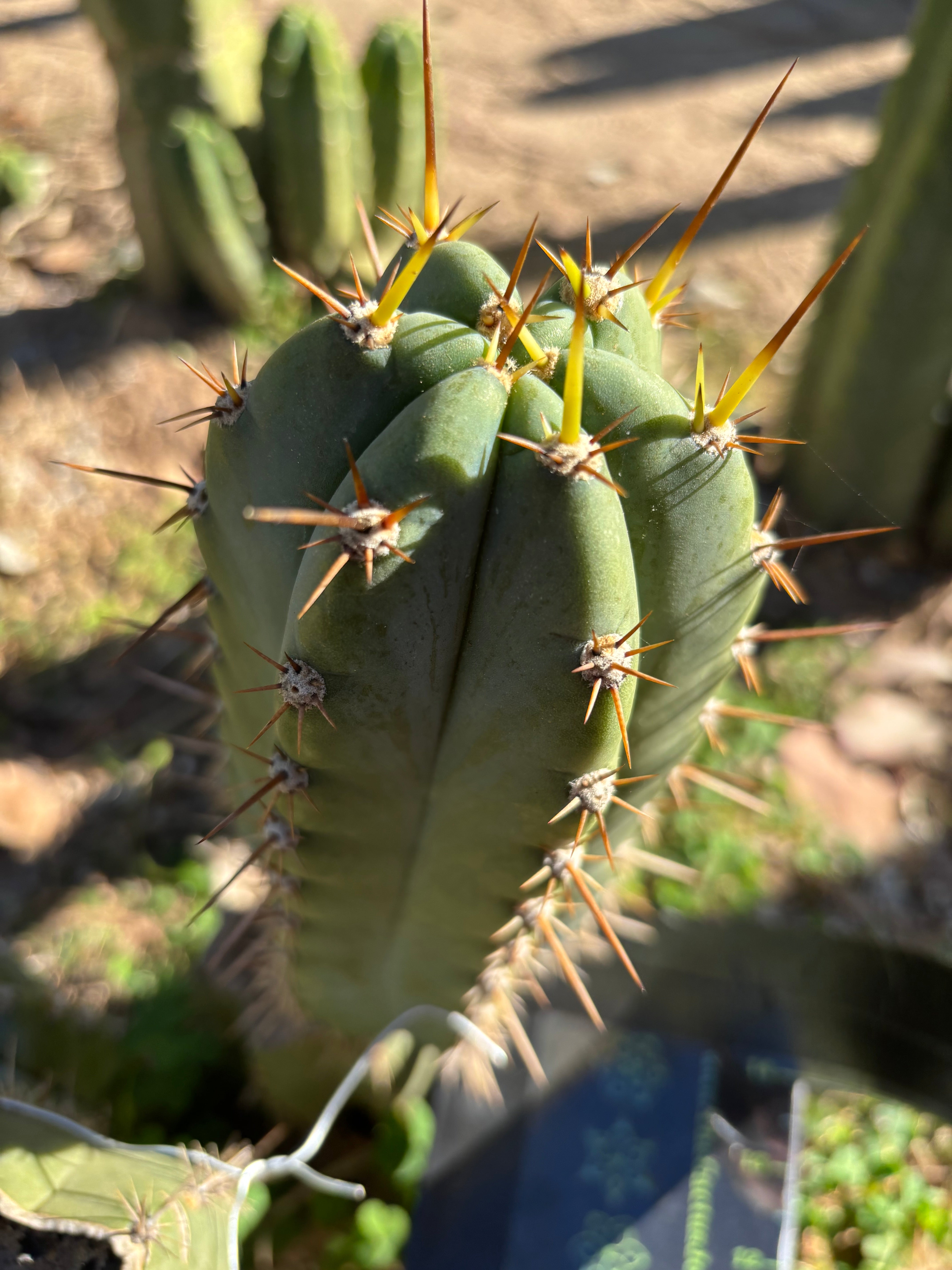 👑 Huaraquina — Chonky 10” Pup