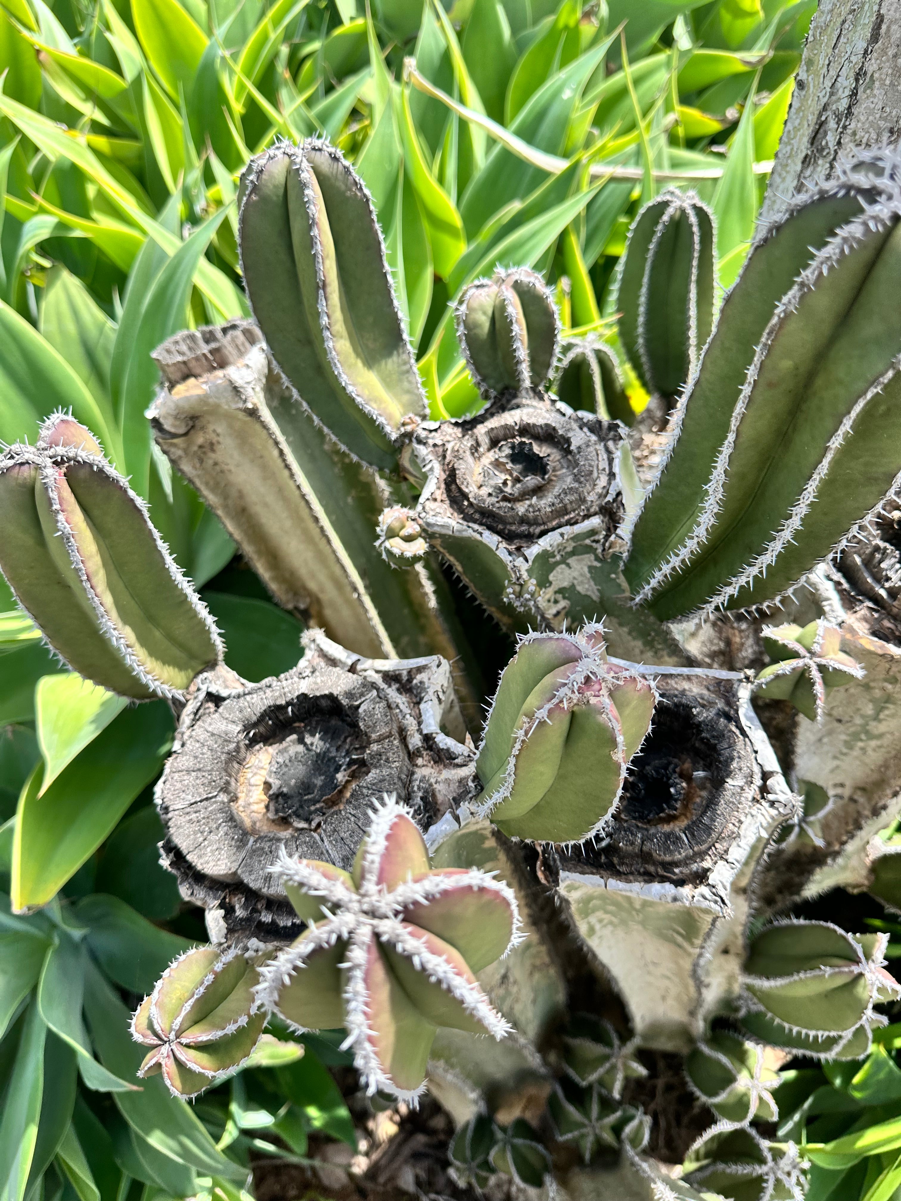 FREE ADD-ON ITEM —> Lophocereus Marginatus, 4-8” pup.