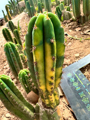 Variegated Pachanoi  — 9” Pup