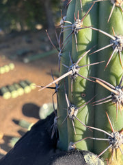 💎 Taquimbalensis — FAT 12” Pups