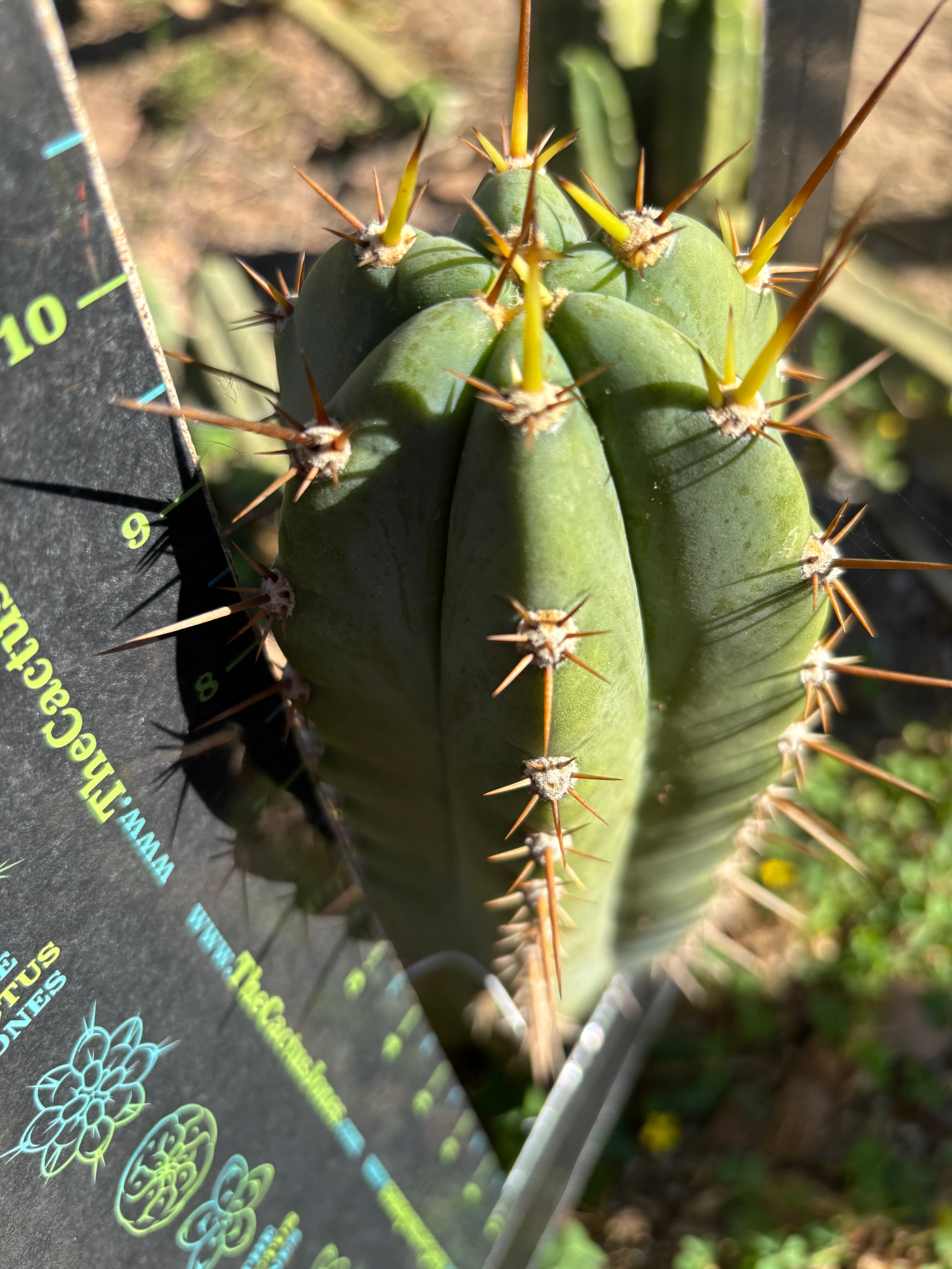 👑 Huaraquina — Chonky 10” Pup