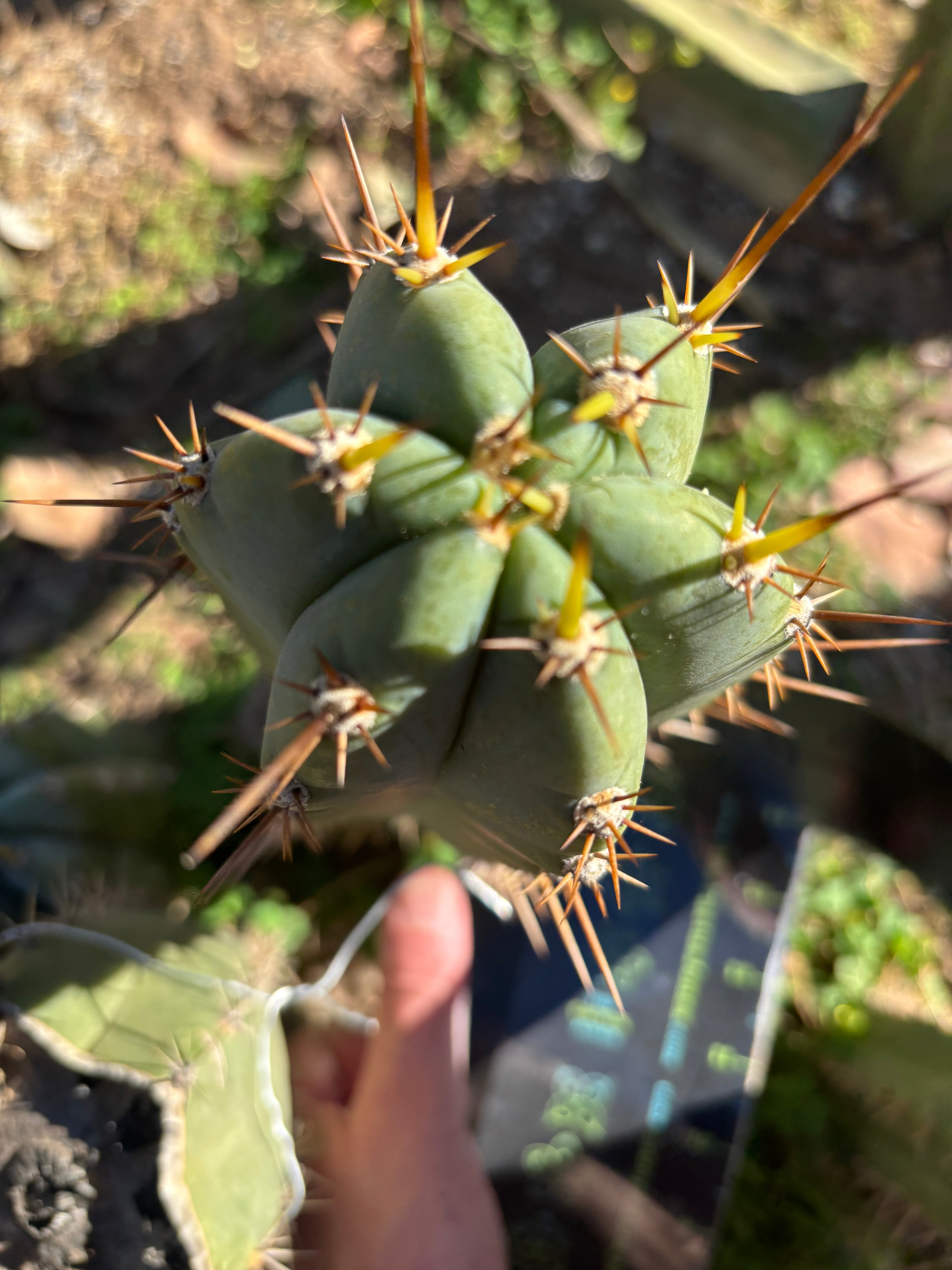 👑 Huaraquina — Chonky 10” Pup