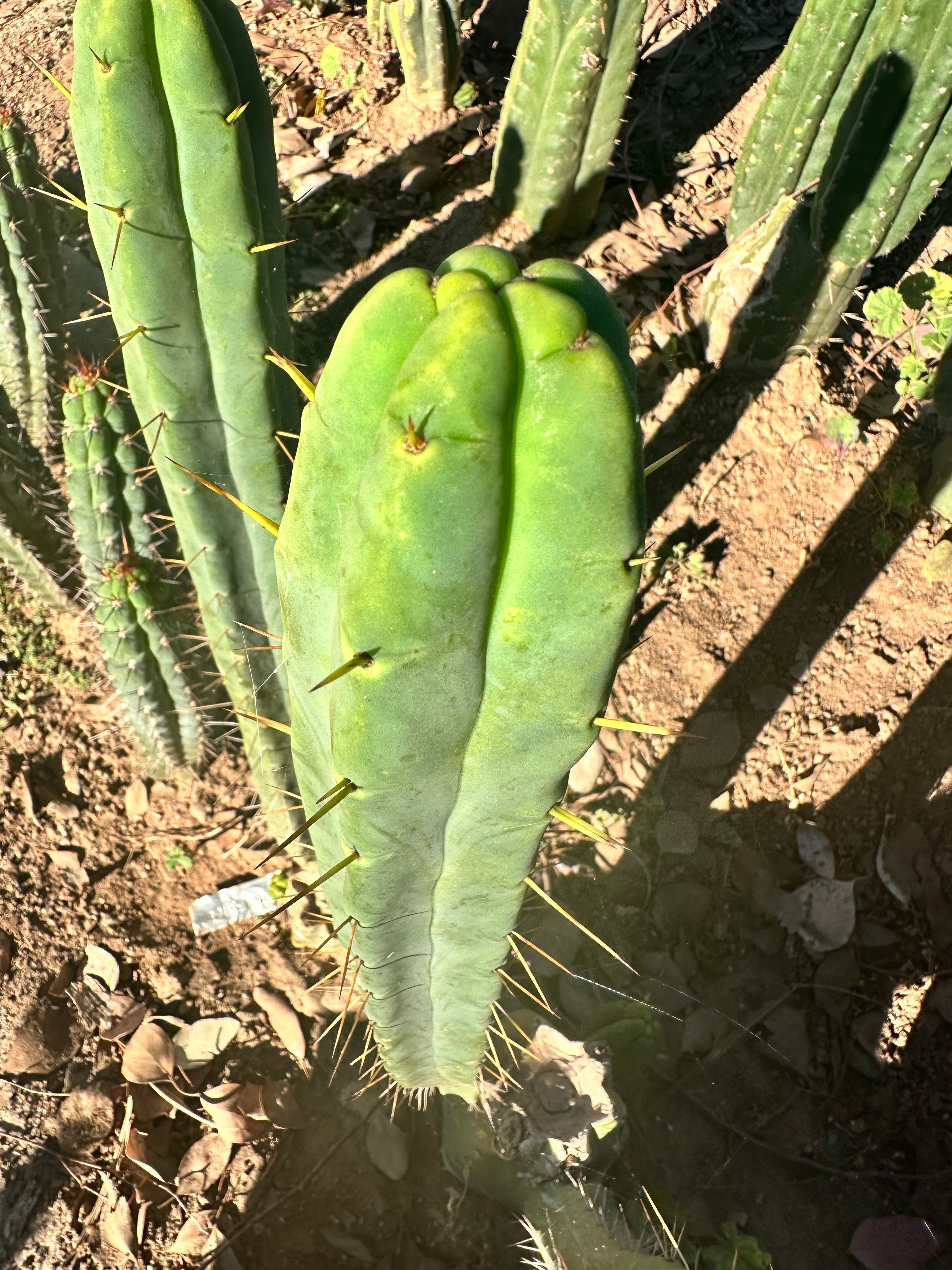 Bridgesii BBB — 12” Tips