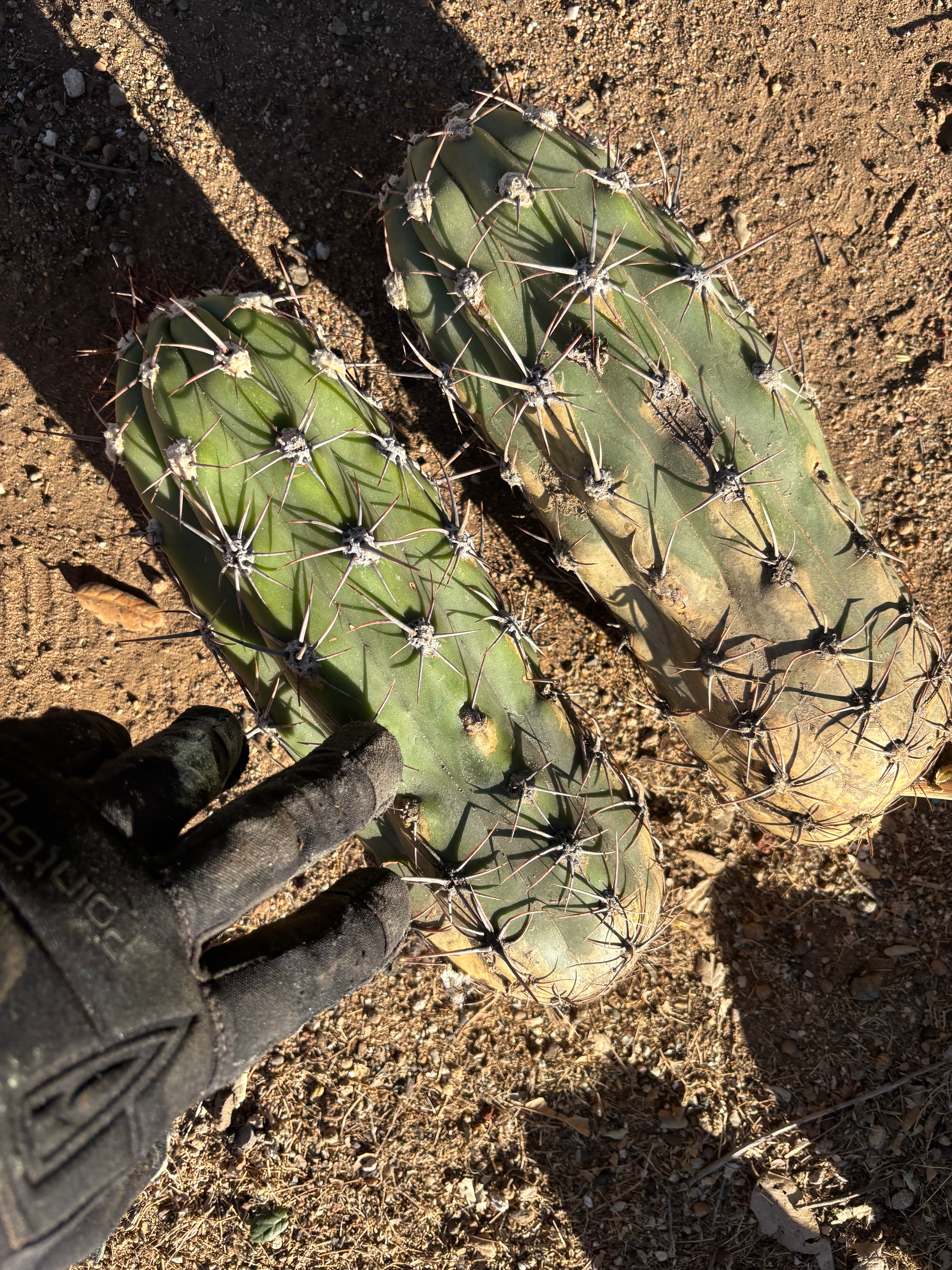 💎 Taquimbalensis — FAT 12” Pups