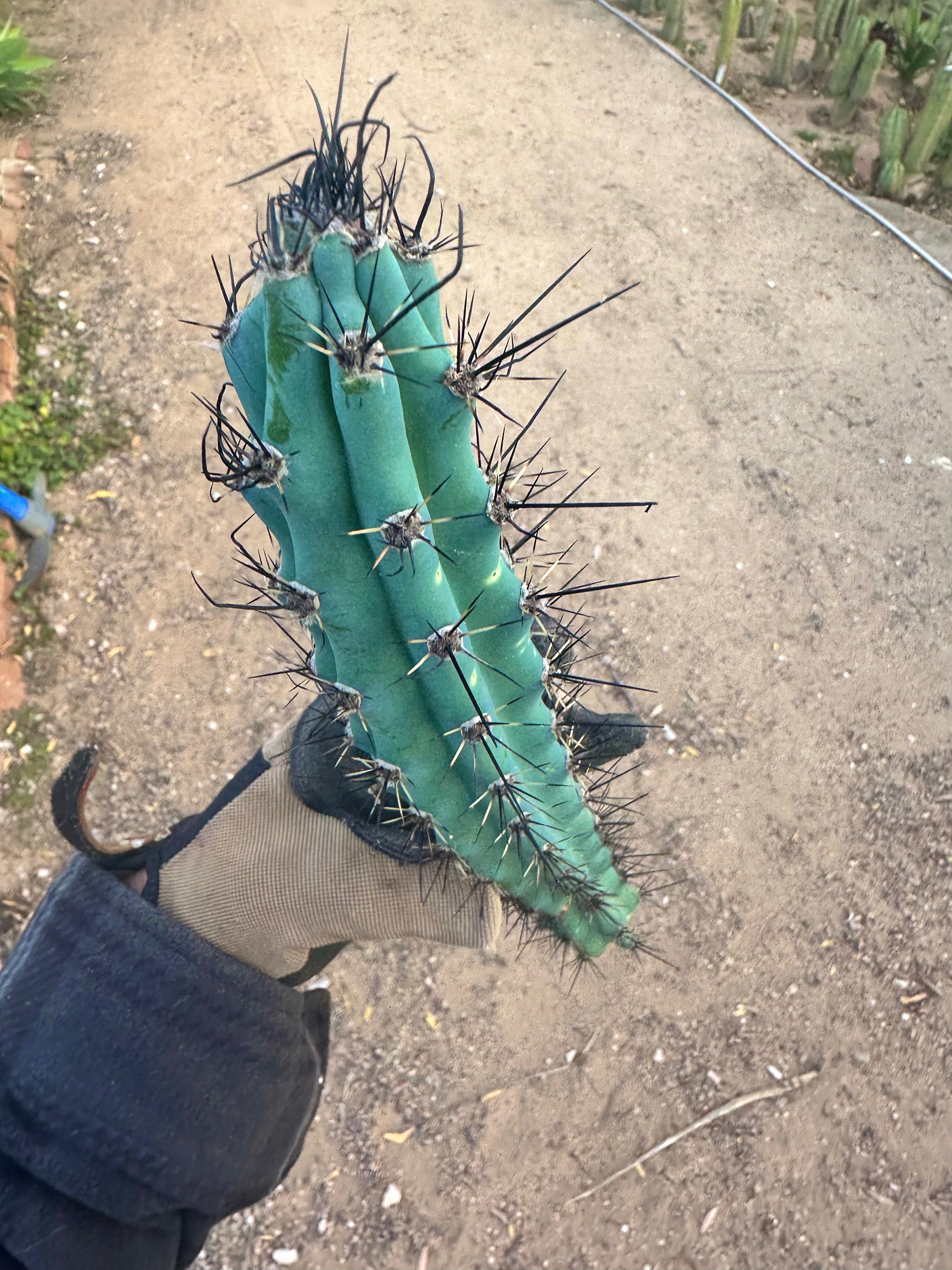 Cereus Aethiops — 15” Tip