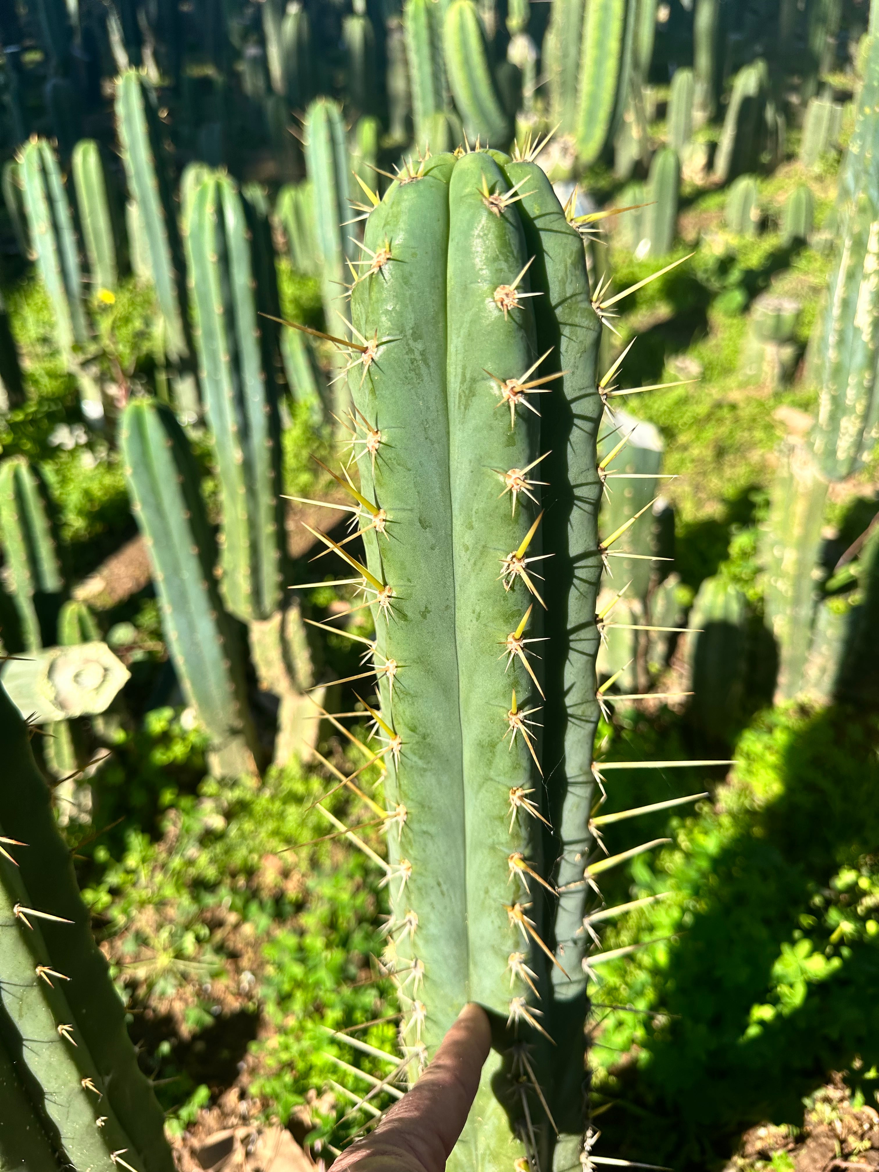 👑 Huarimayo Landrace (Different Pheno) — 10” Tip