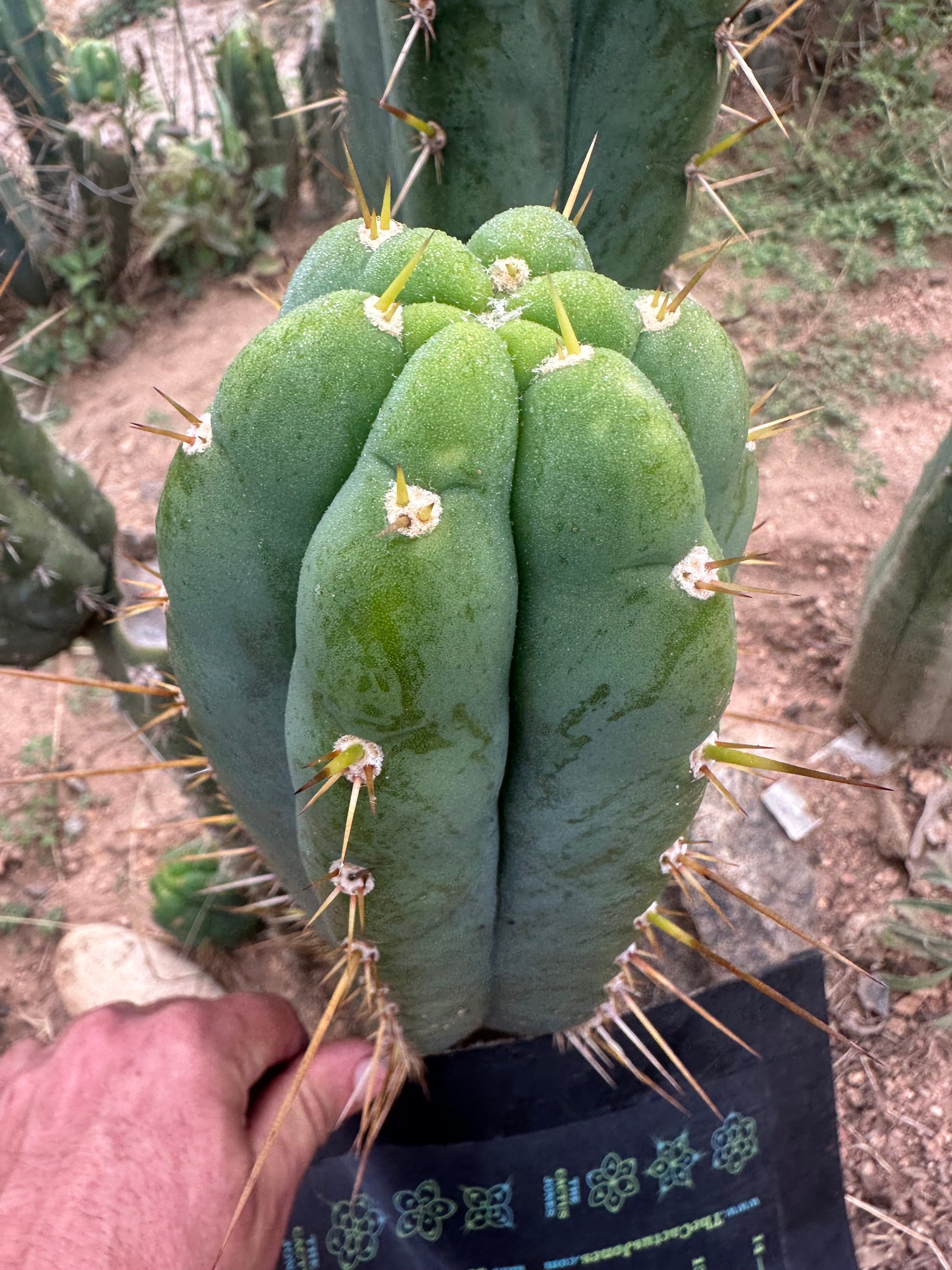 🌶️ Psycho0’ x Huarazensis — Beefy 10” Tip