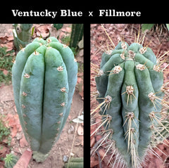 New Seedlings! Ventucky Blue x Fillmore