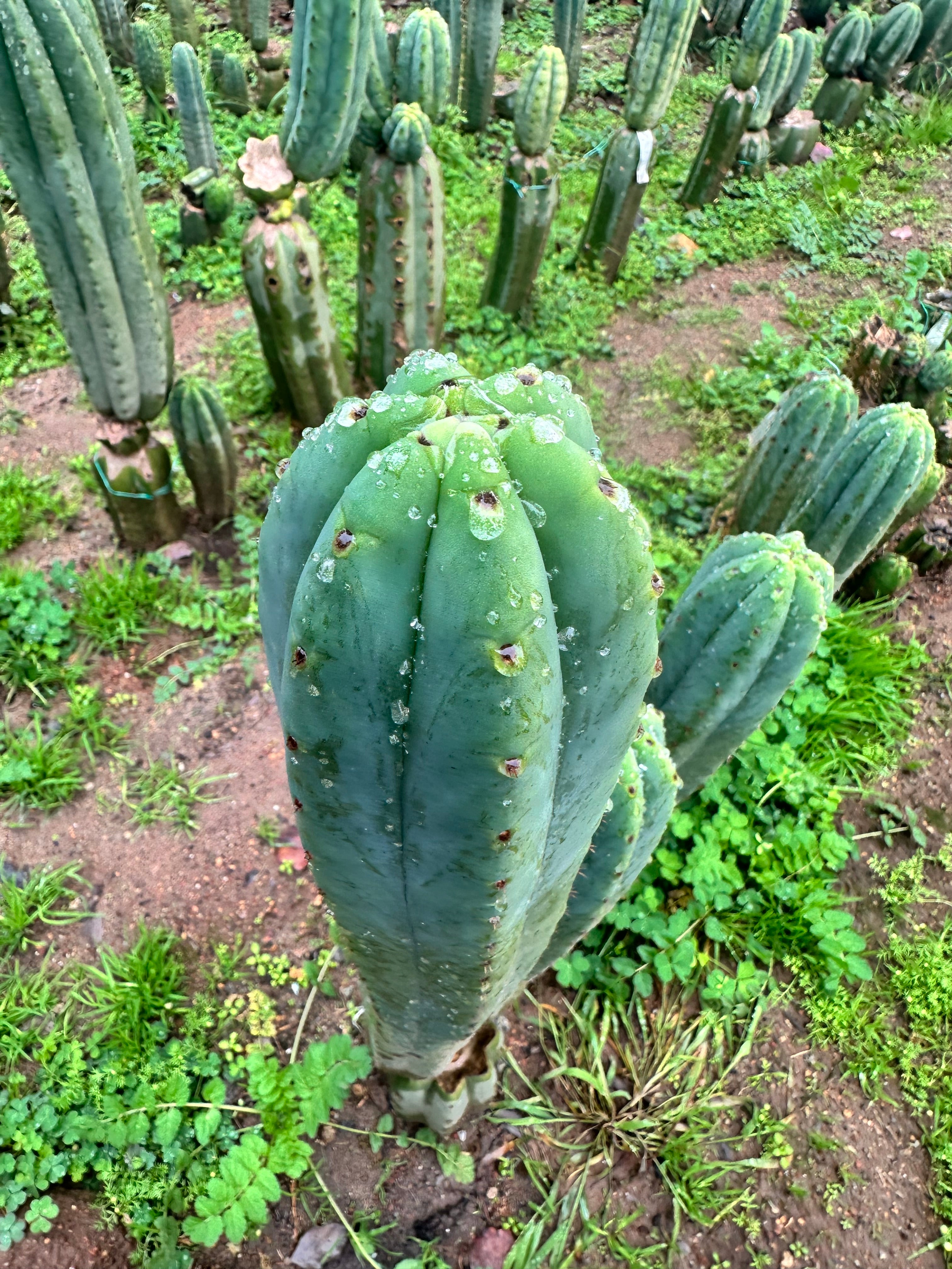 👑 Ecuadorian Pach — XL 12” Tip