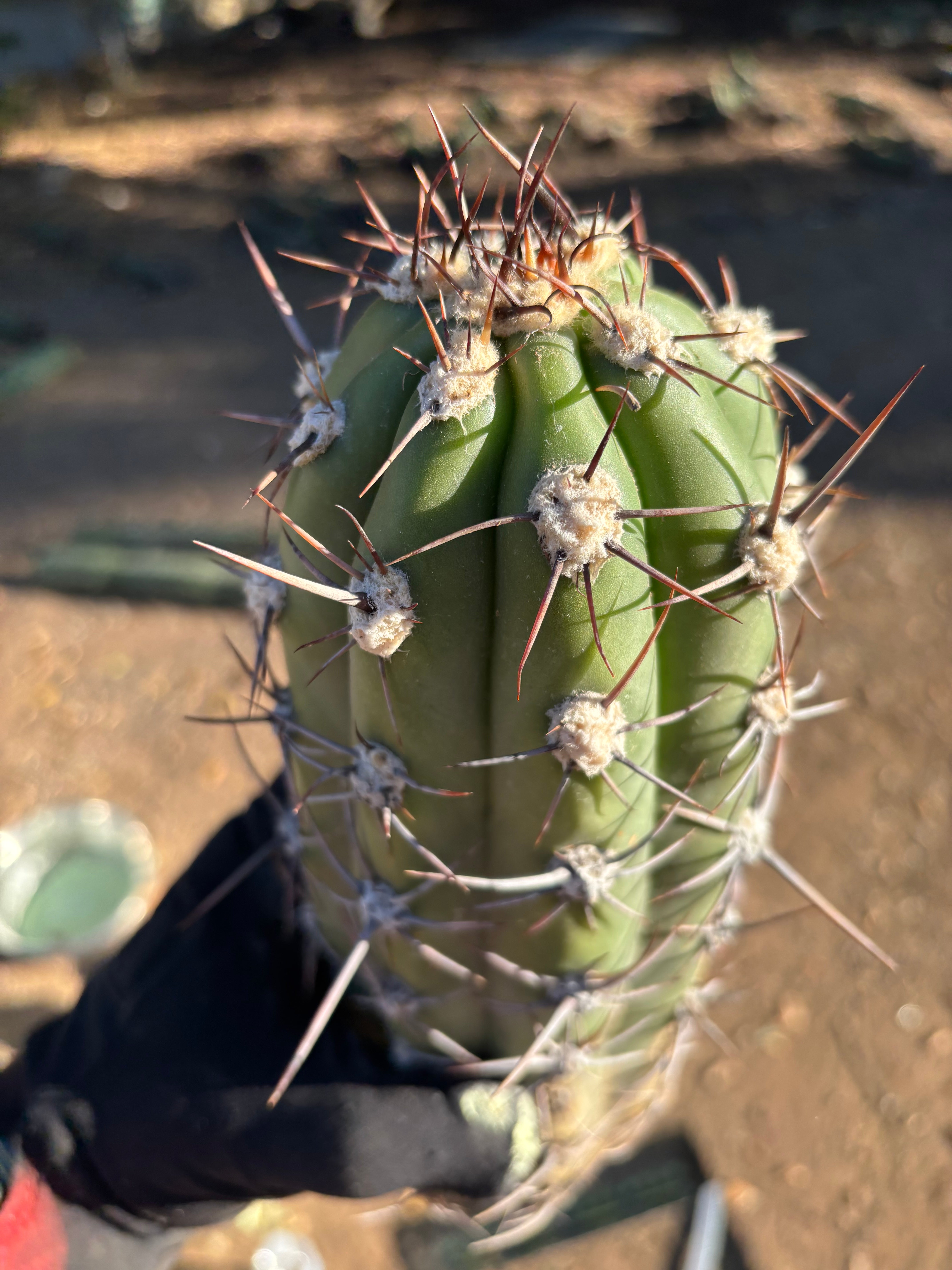 💎 Taquimbalensis — FAT 12” Pups