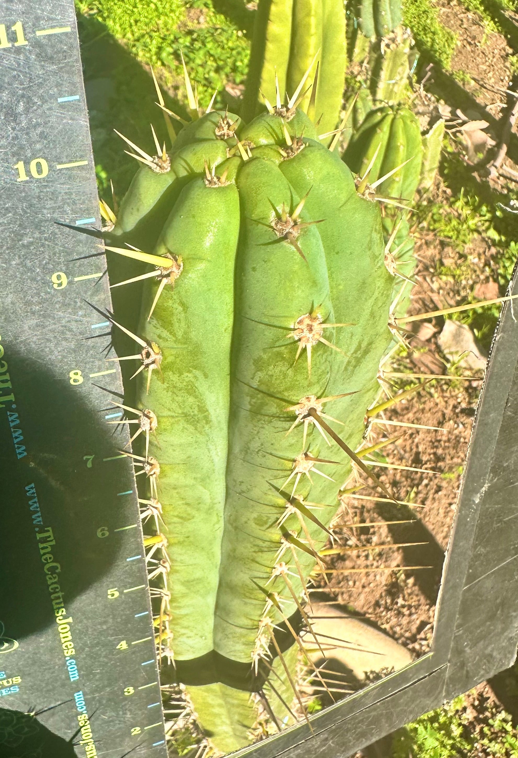 👑 Huarimayo Landrace (Different Pheno) — 10” Tip