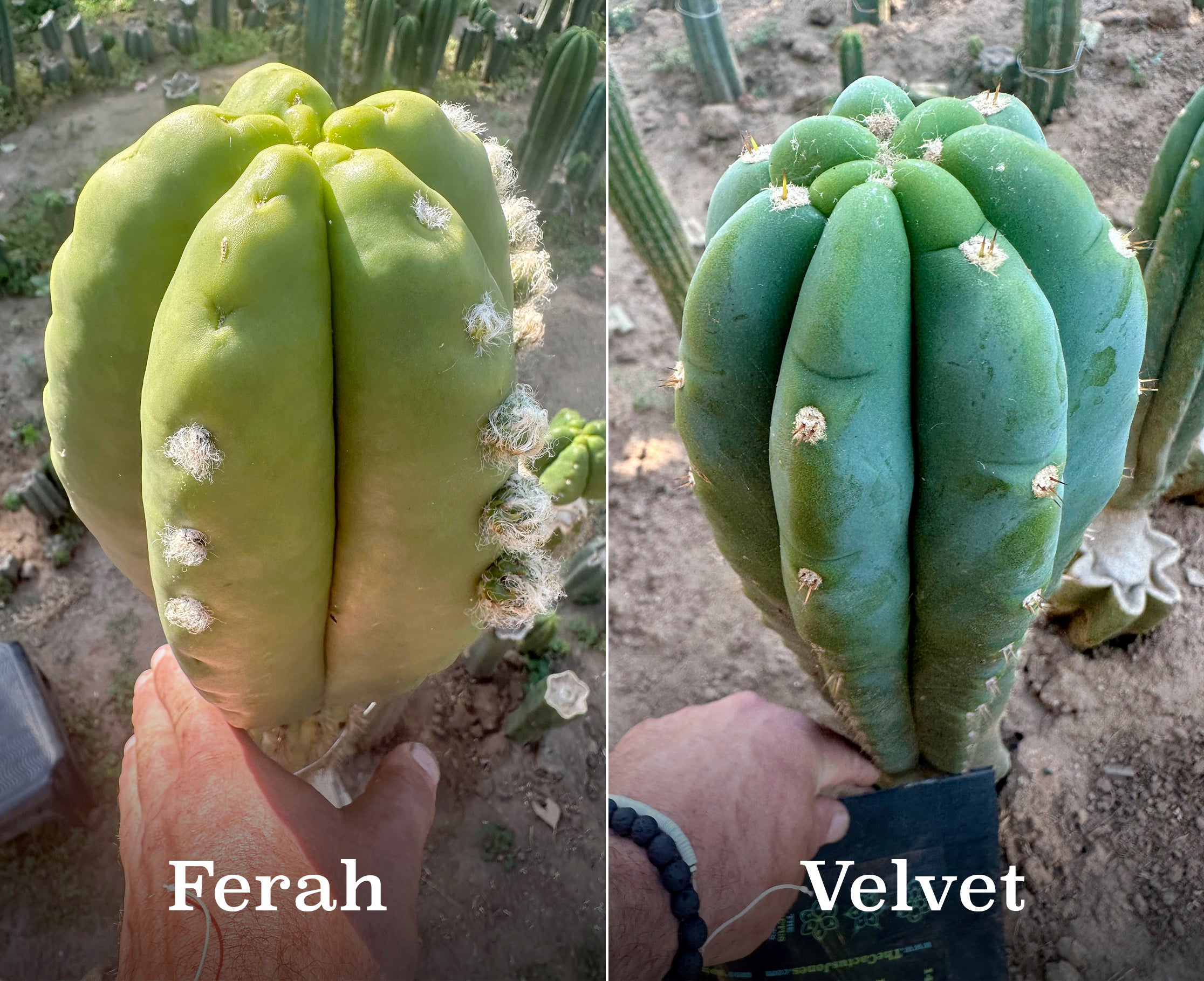 Seedlings! Ferah x Velvet