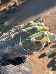 💎 Taquimbalensis — FAT 12” Pups