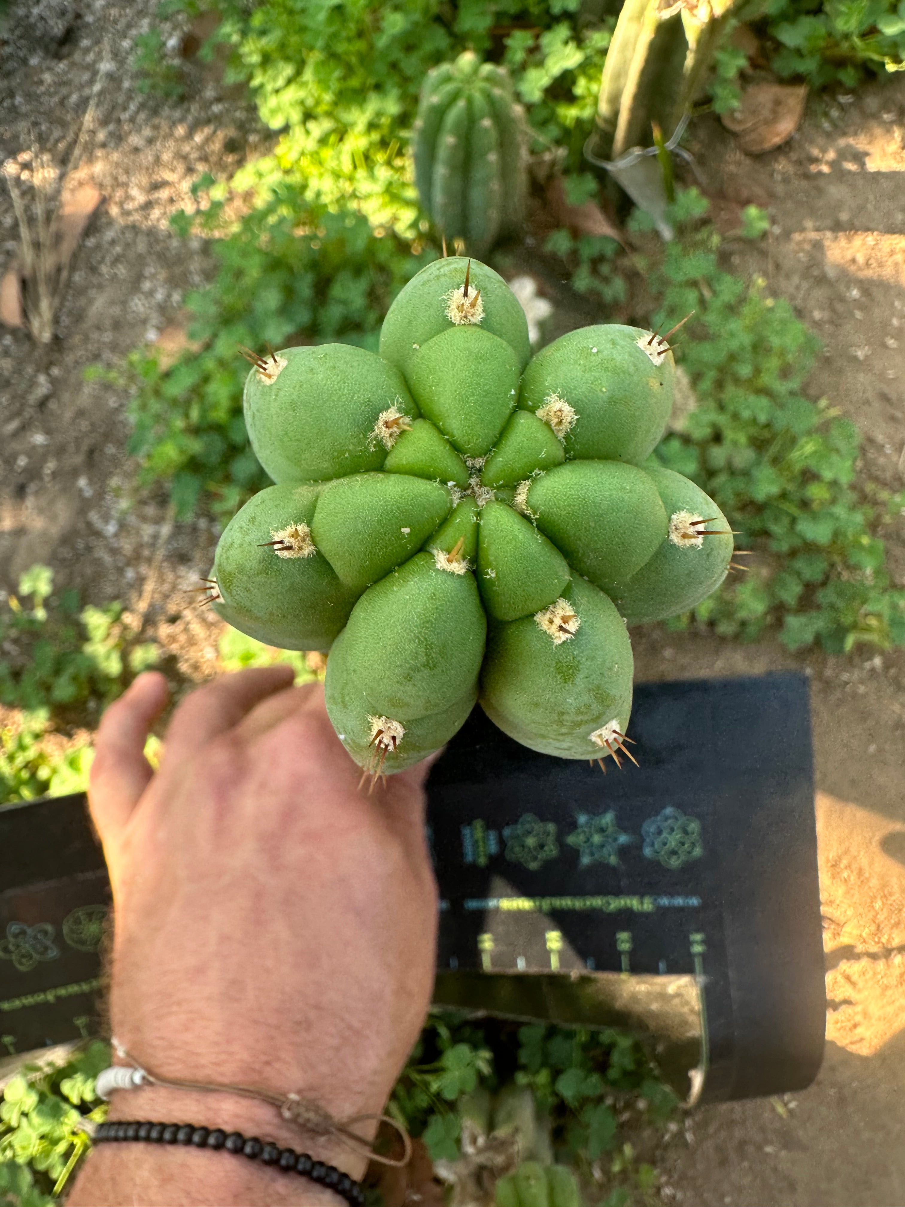 👑🌶️ Blue Ecuador— 10” Pup