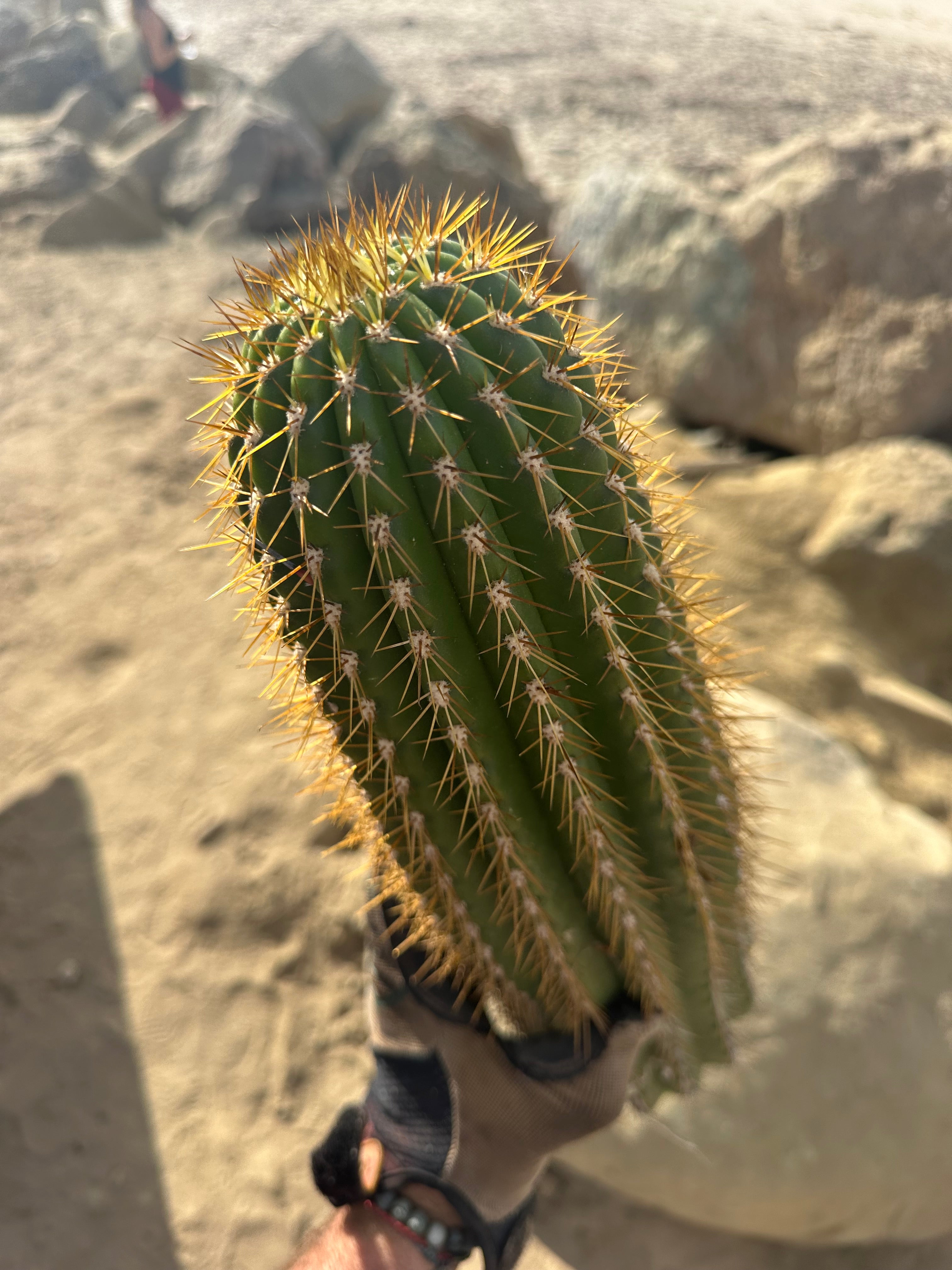 Trichocereus Shaferi — XXL 16” Tip