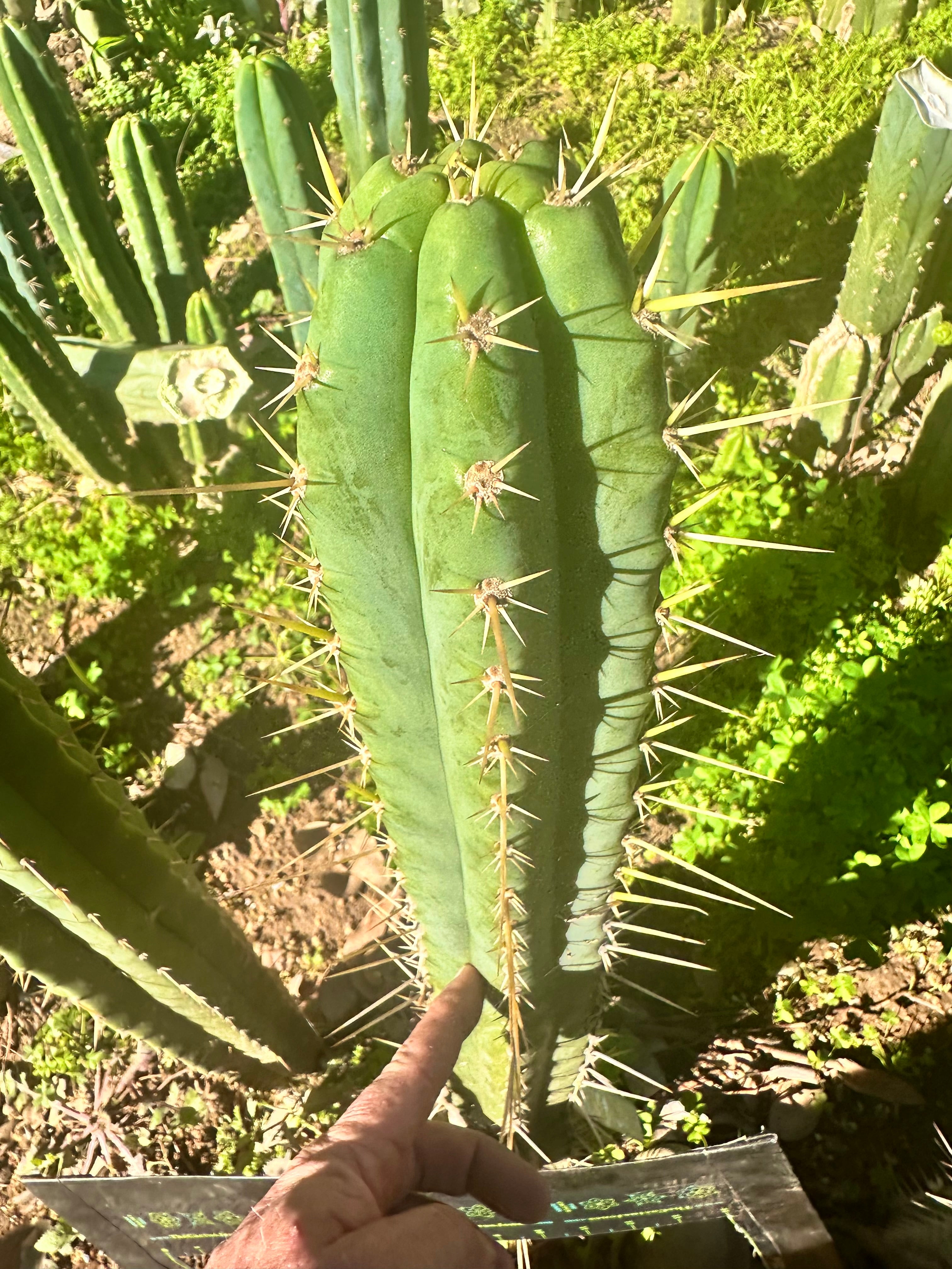 👑 Huarimayo Landrace (Different Pheno) — 10” Tip