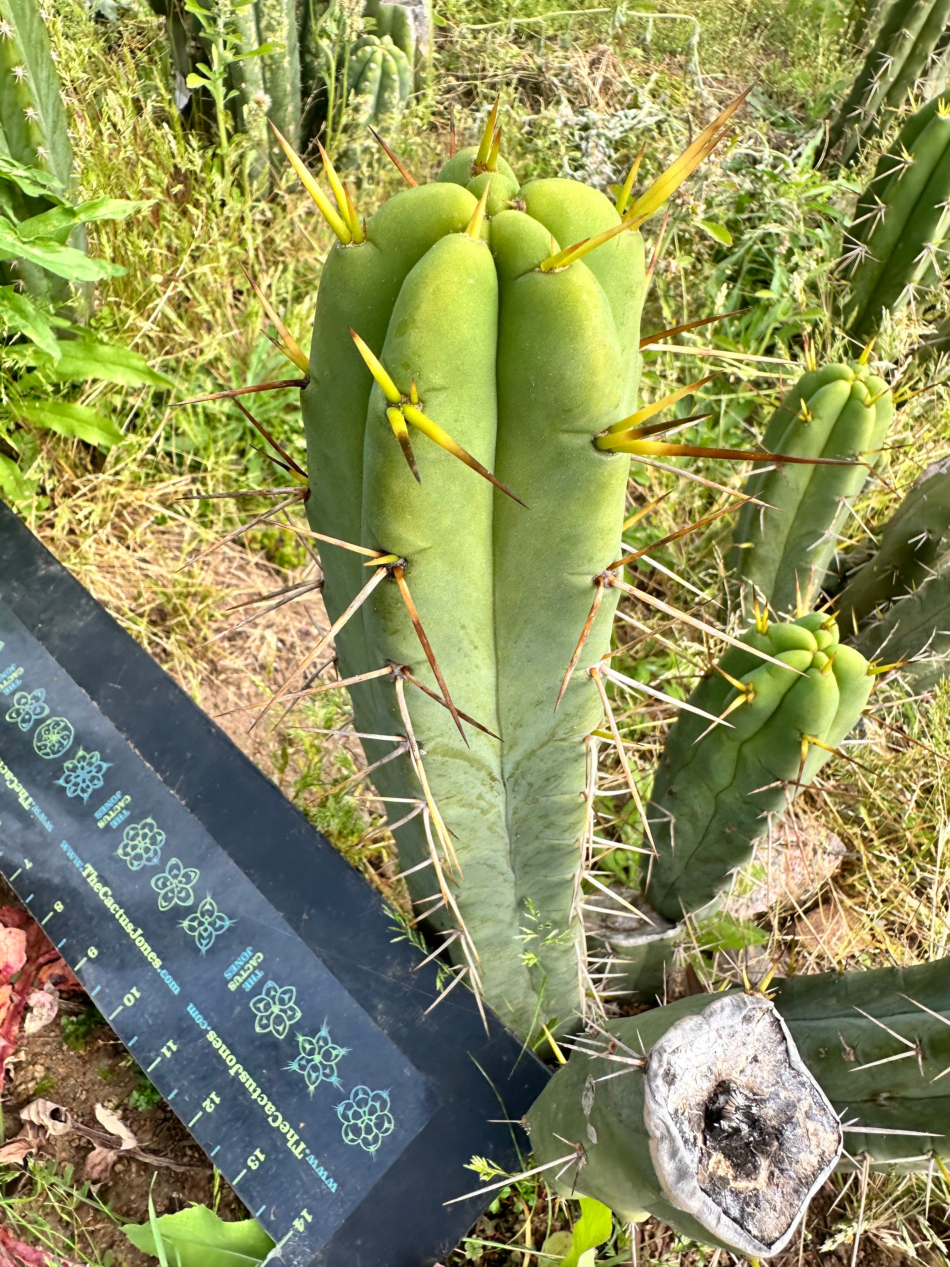 👑🌶️ Lotusland Melty Bridge — 10” Tip