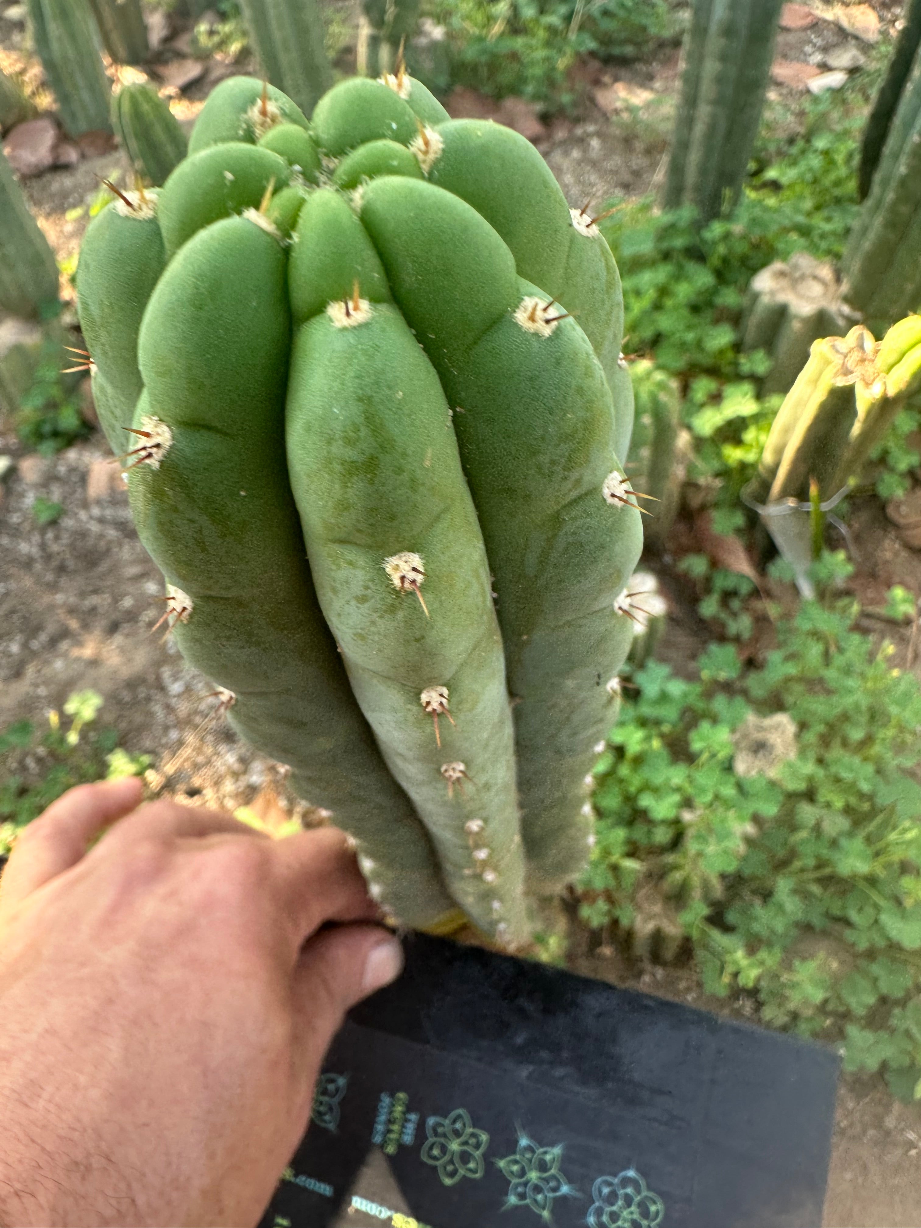 👑🌶️ Blue Ecuador— 10” Pup