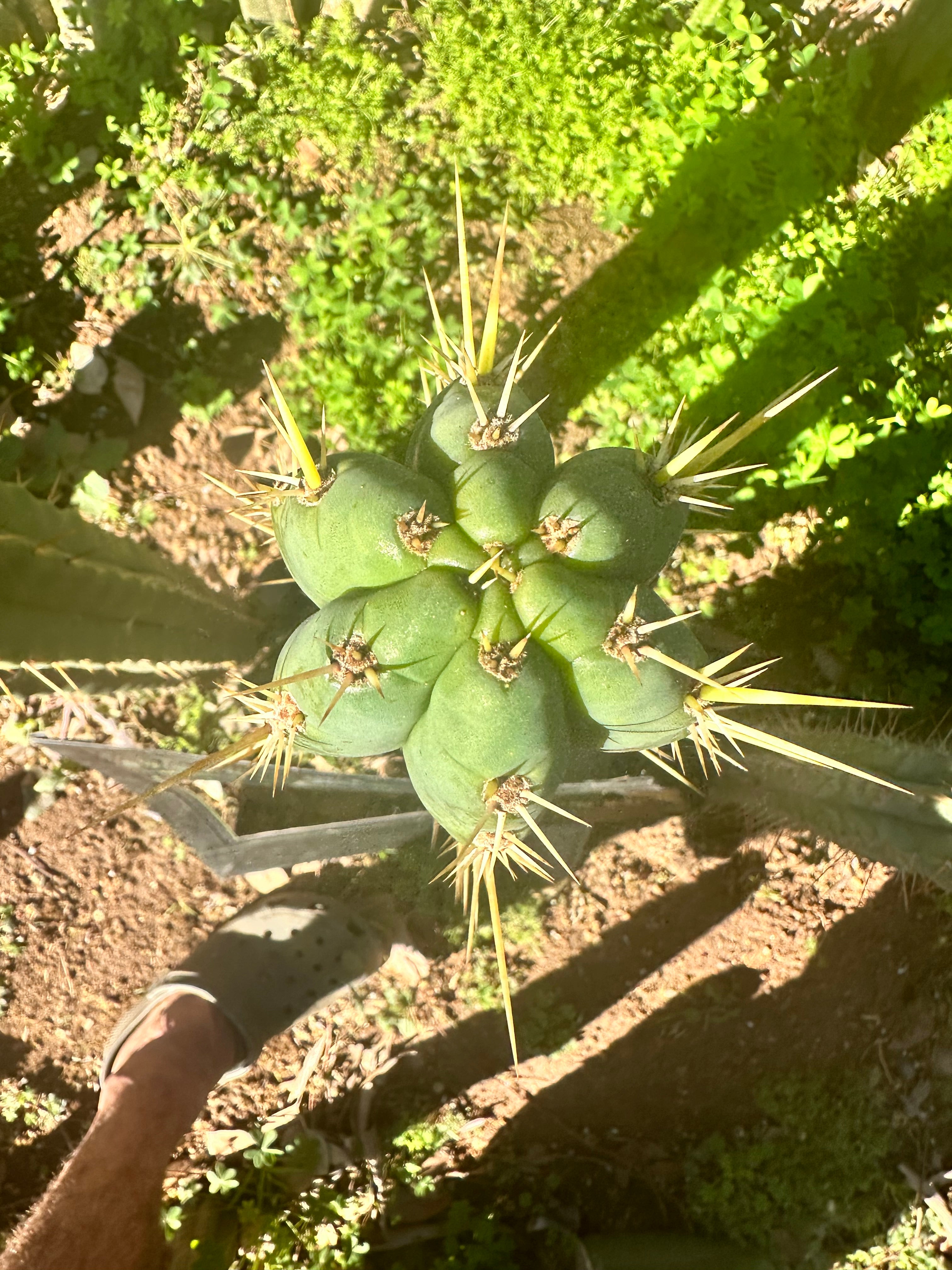 👑 Huarimayo Landrace (Different Pheno) — 10” Tip