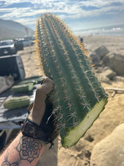 Trichocereus Shaferi — XXL 16” Tip