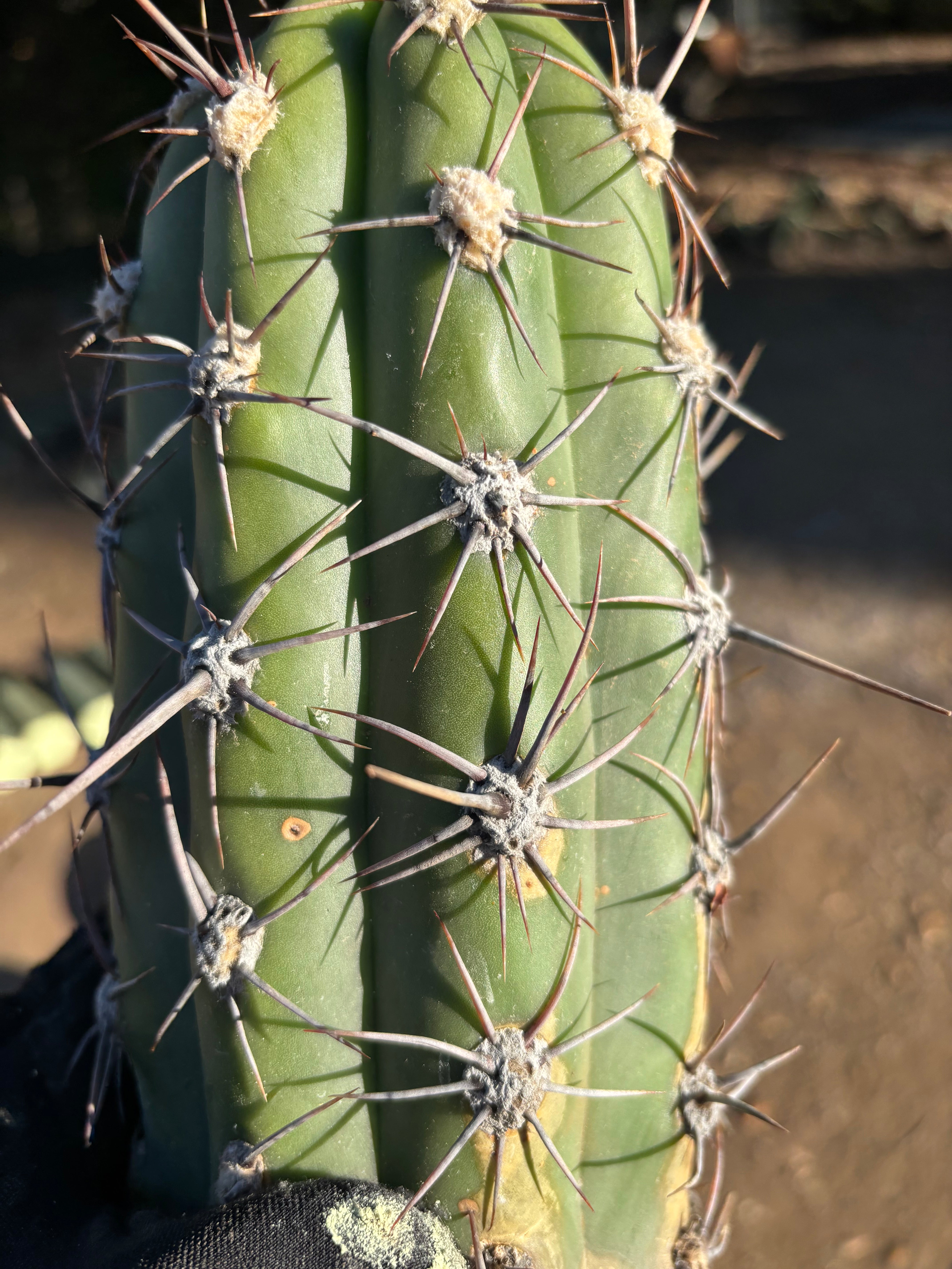 💎 Taquimbalensis — FAT 12” Pups